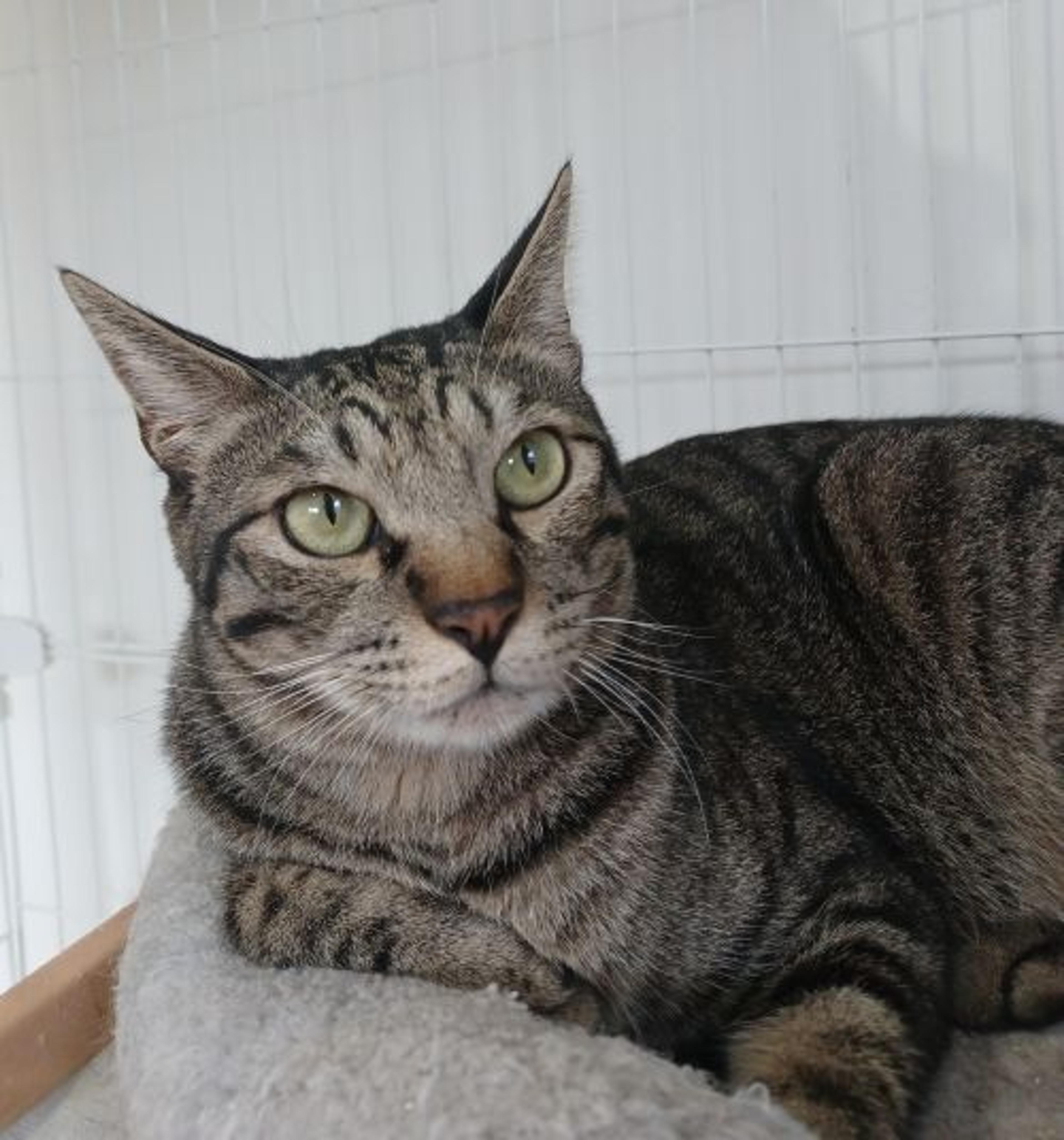 pet-image-5