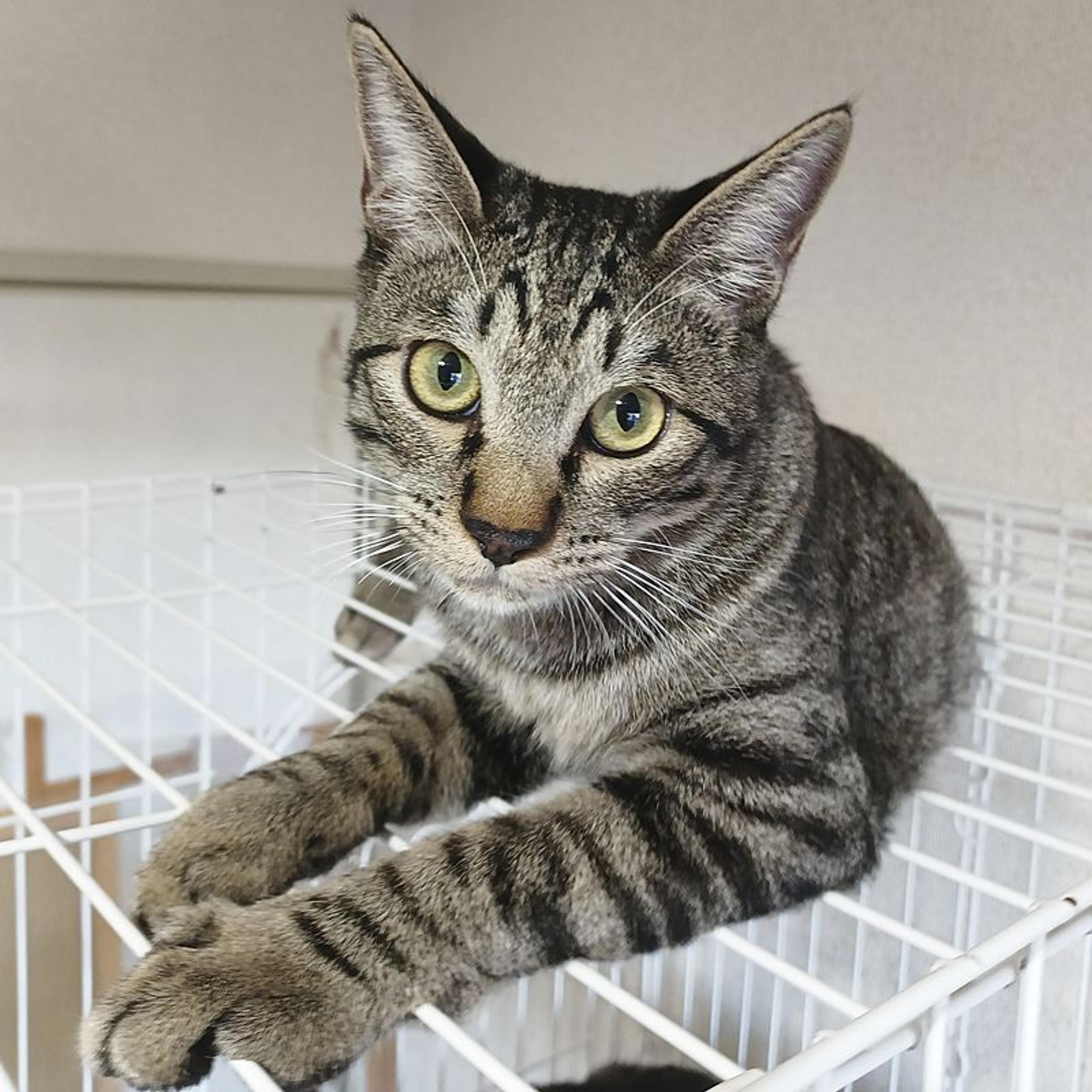 pet-image-8