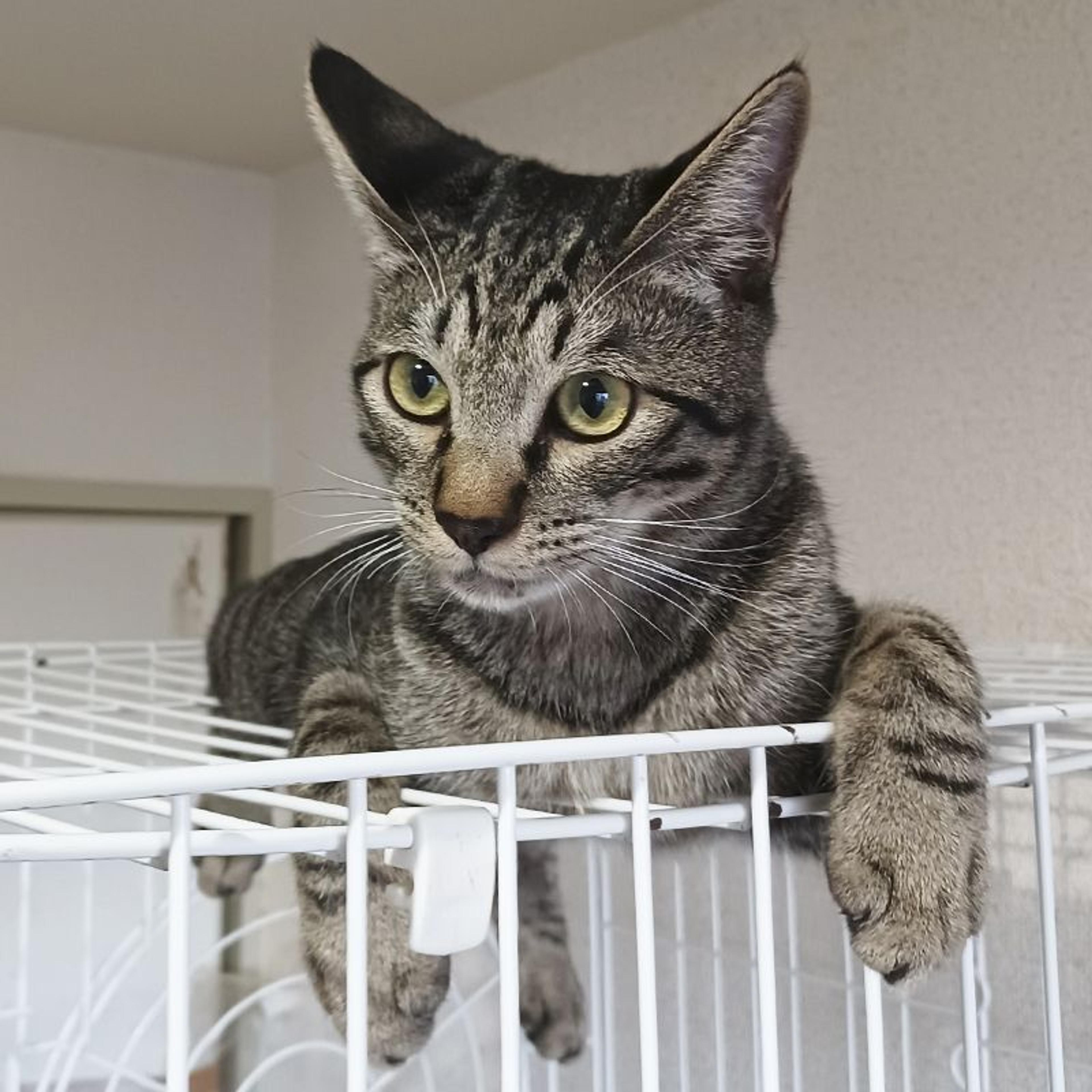 pet-image-9