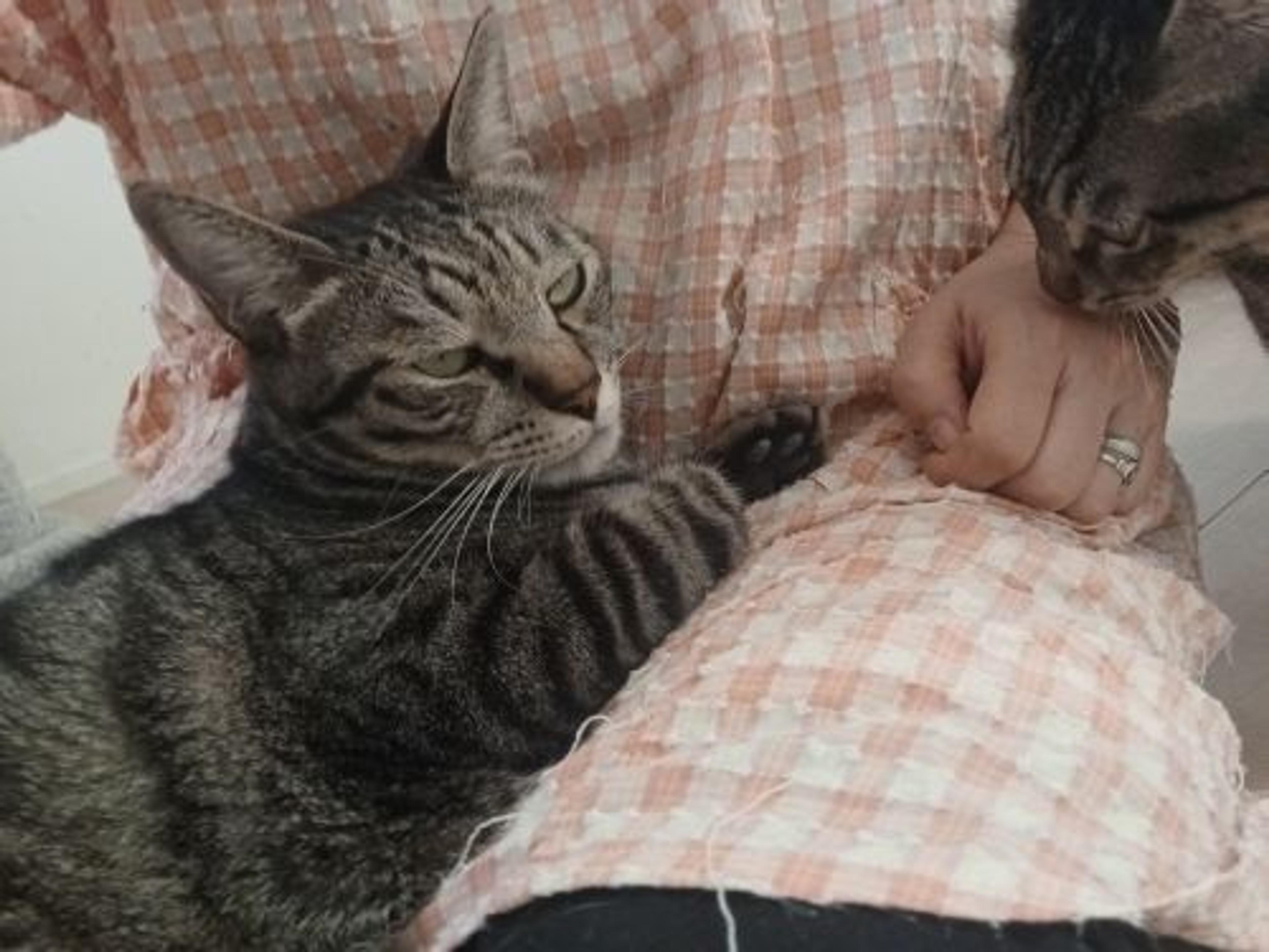 pet-image-2