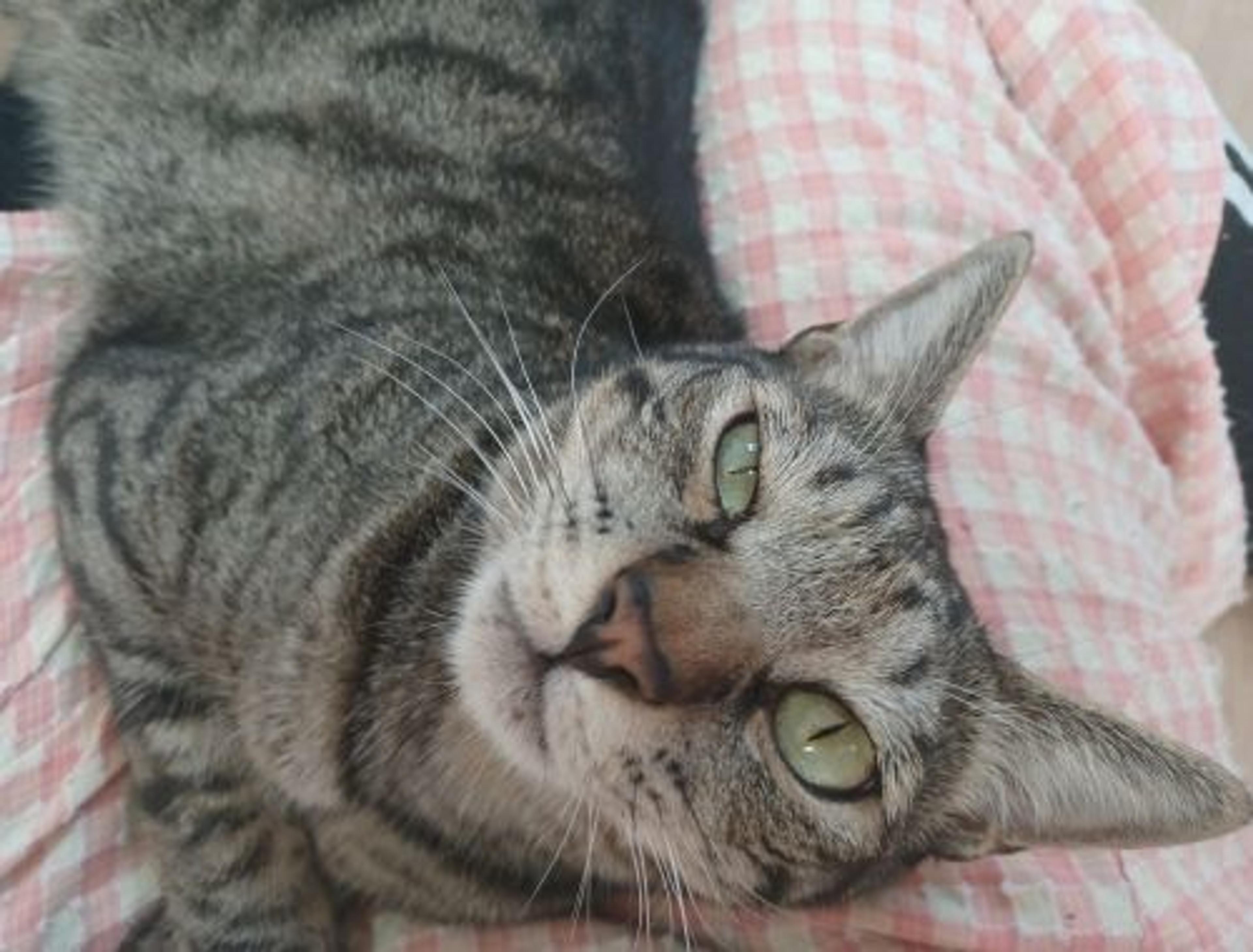 pet-image-4