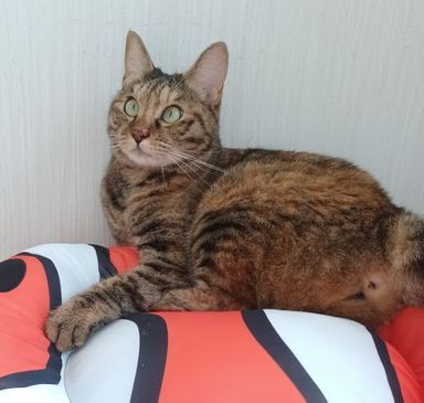 モフィン