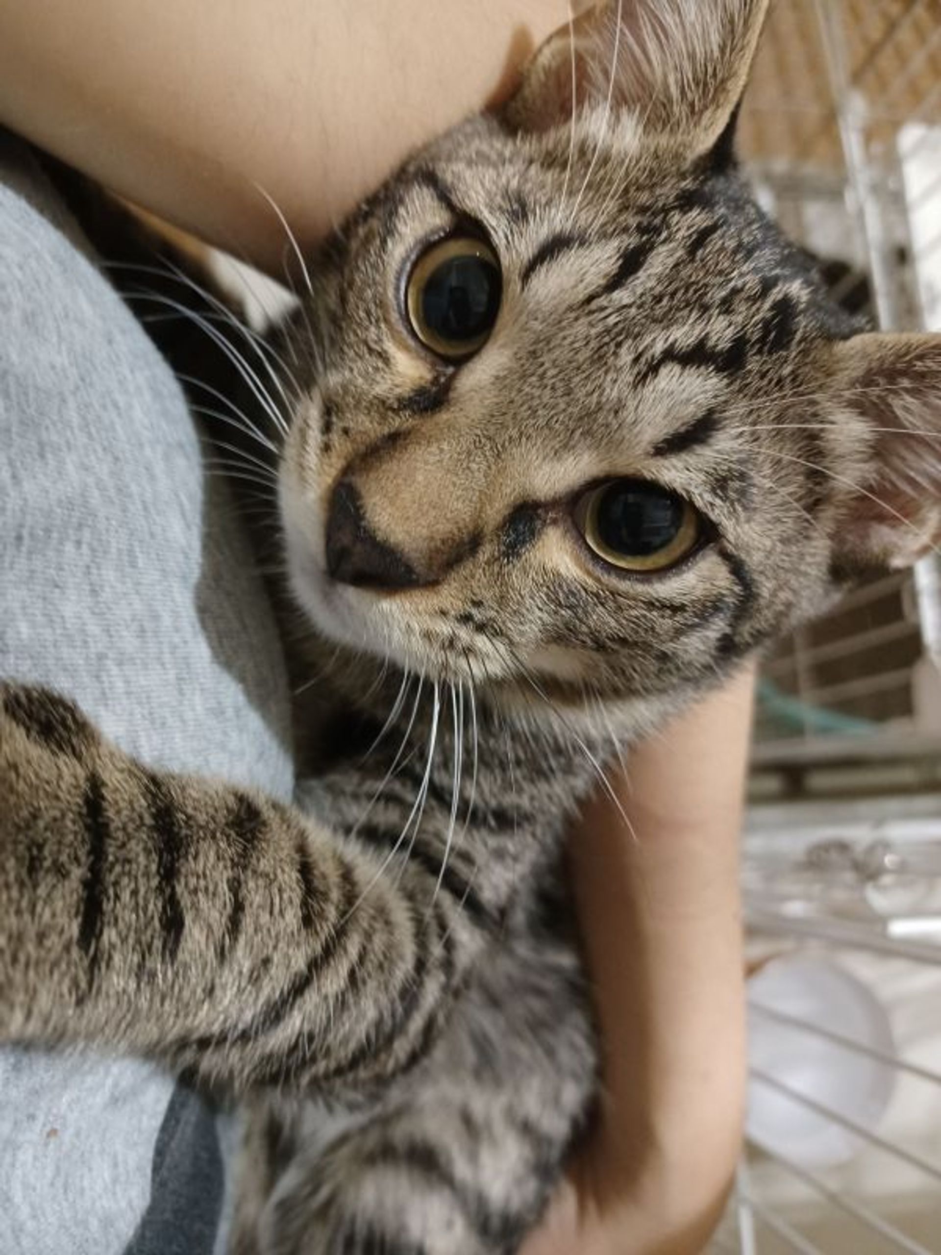 雑種（ミックス猫）・オスの里親募集の写真