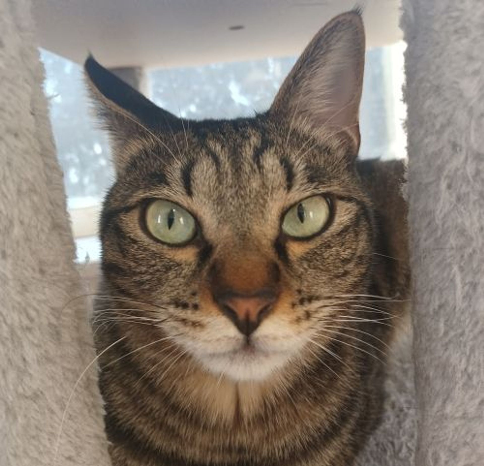 雑種（ミックス猫）・オスの里親募集の写真