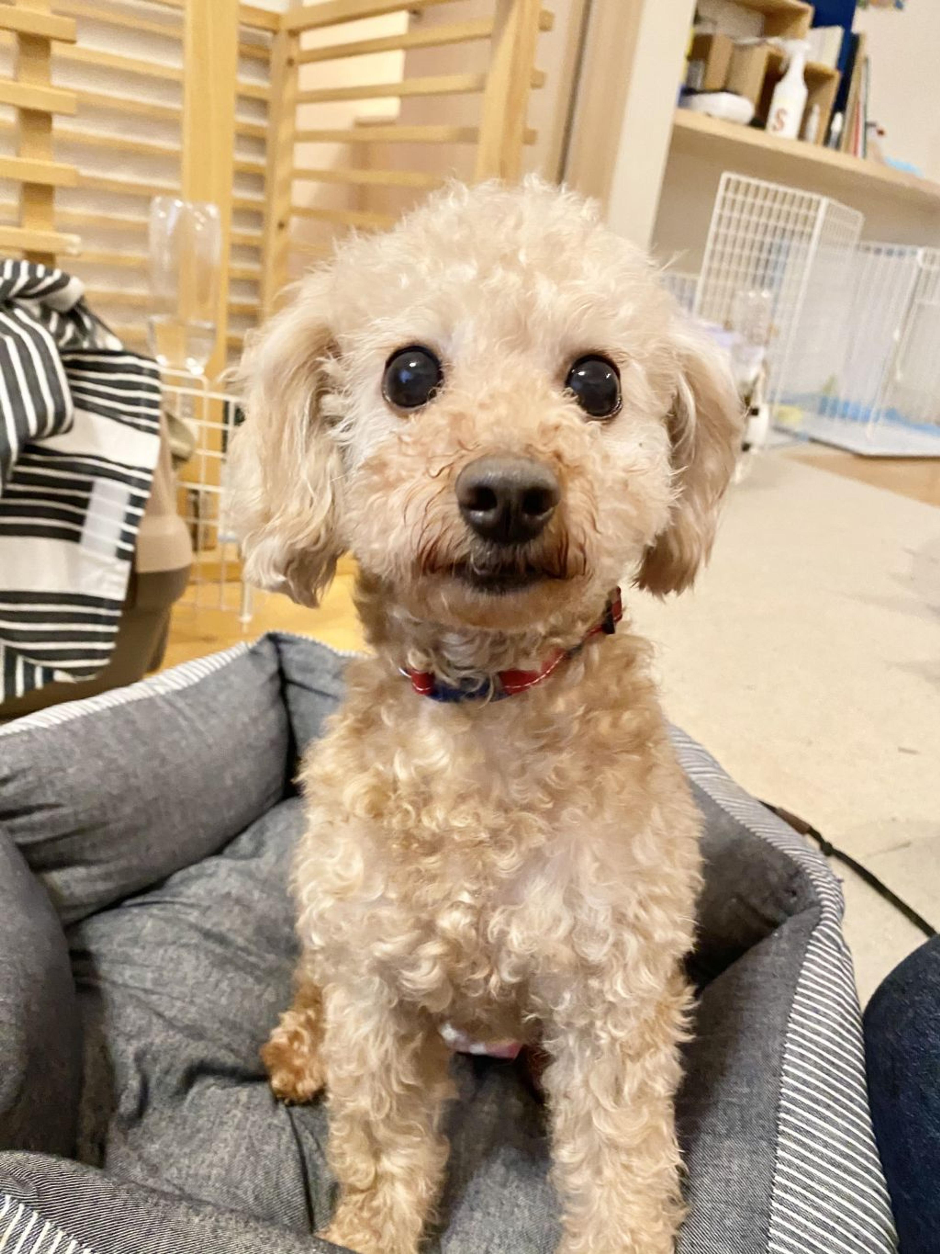 pet-image-2