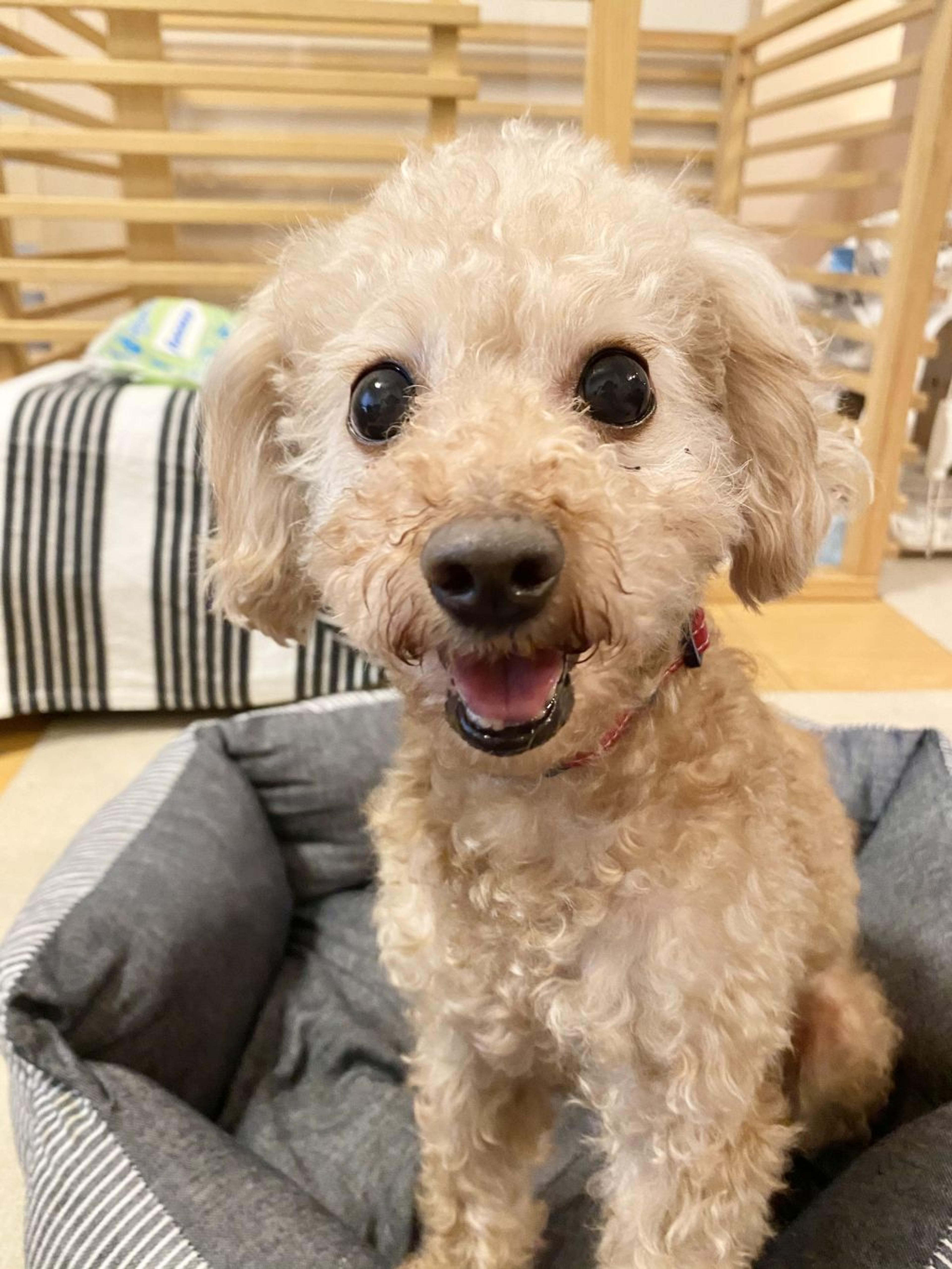 pet-image-3