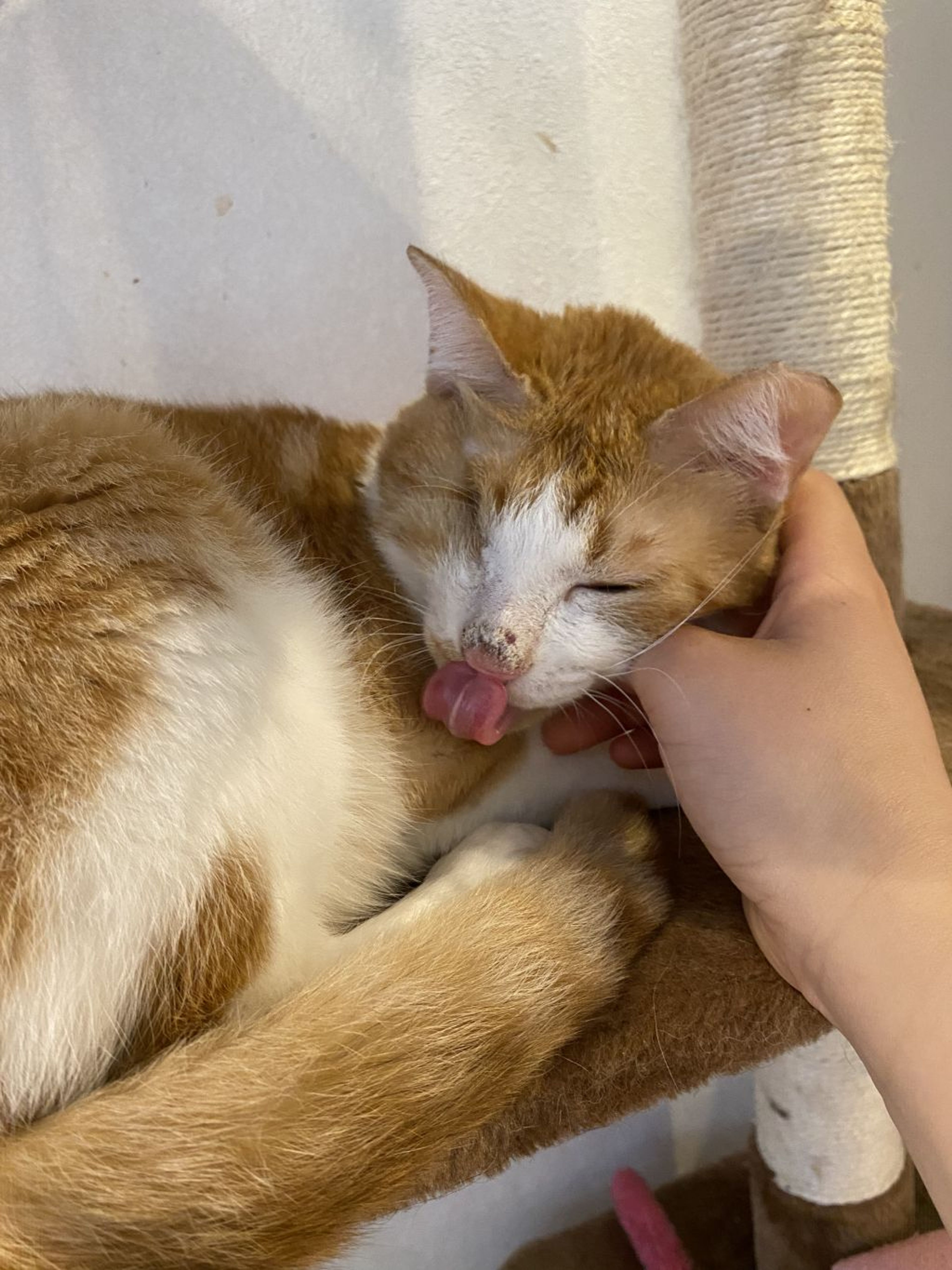 pet-image-5
