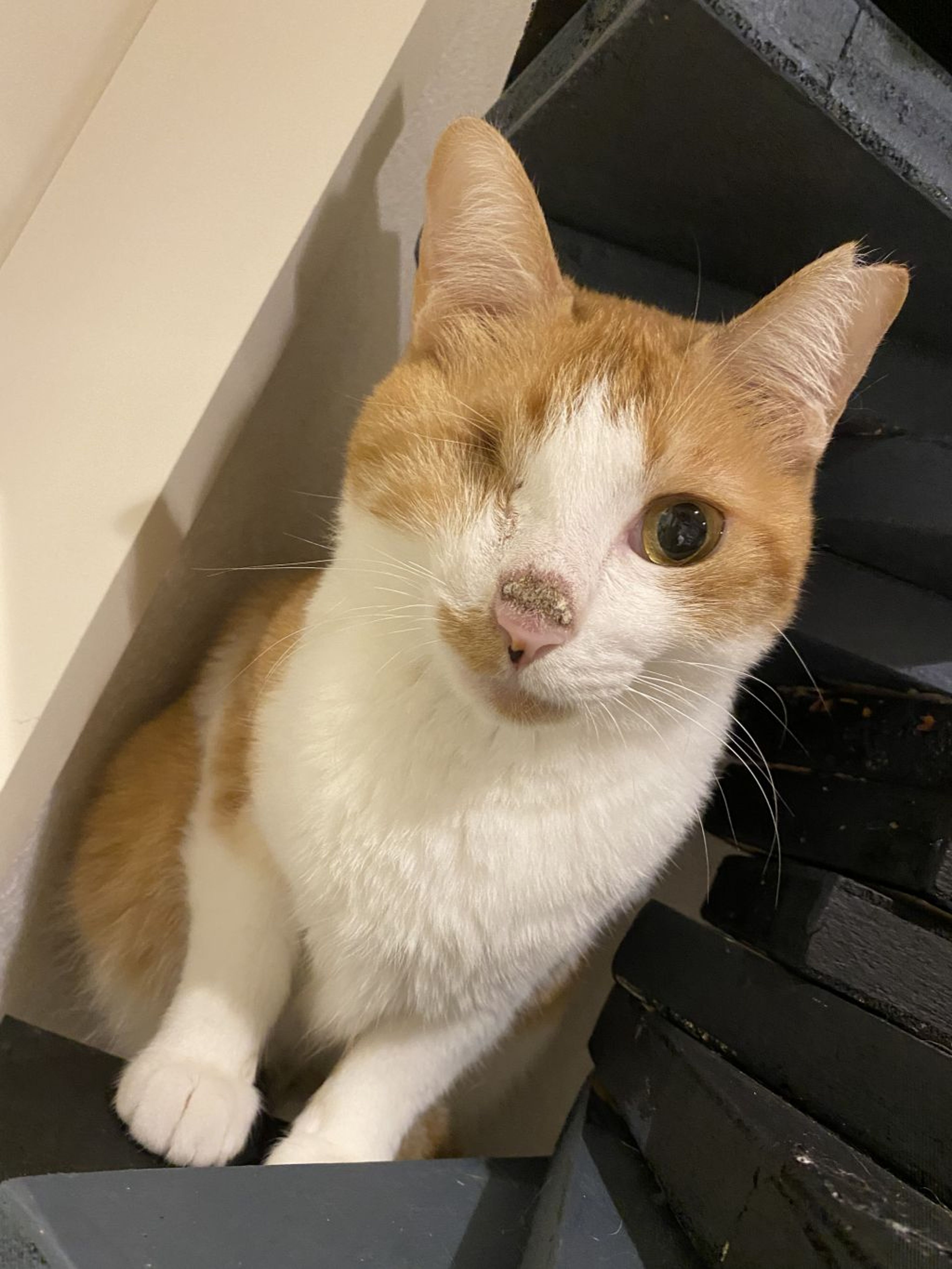 雑種（ミックス猫）・メスの里親募集の写真