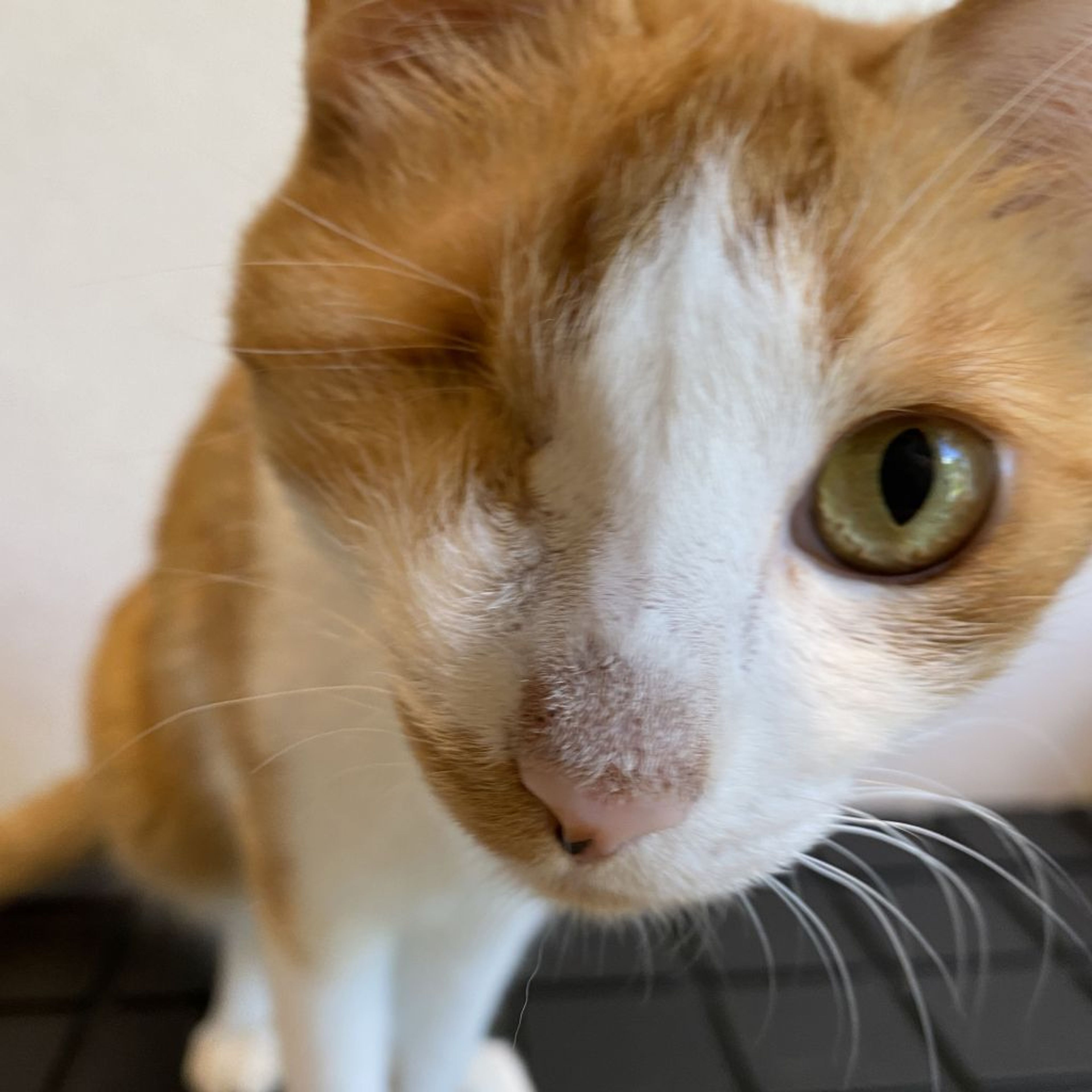 pet-image-4