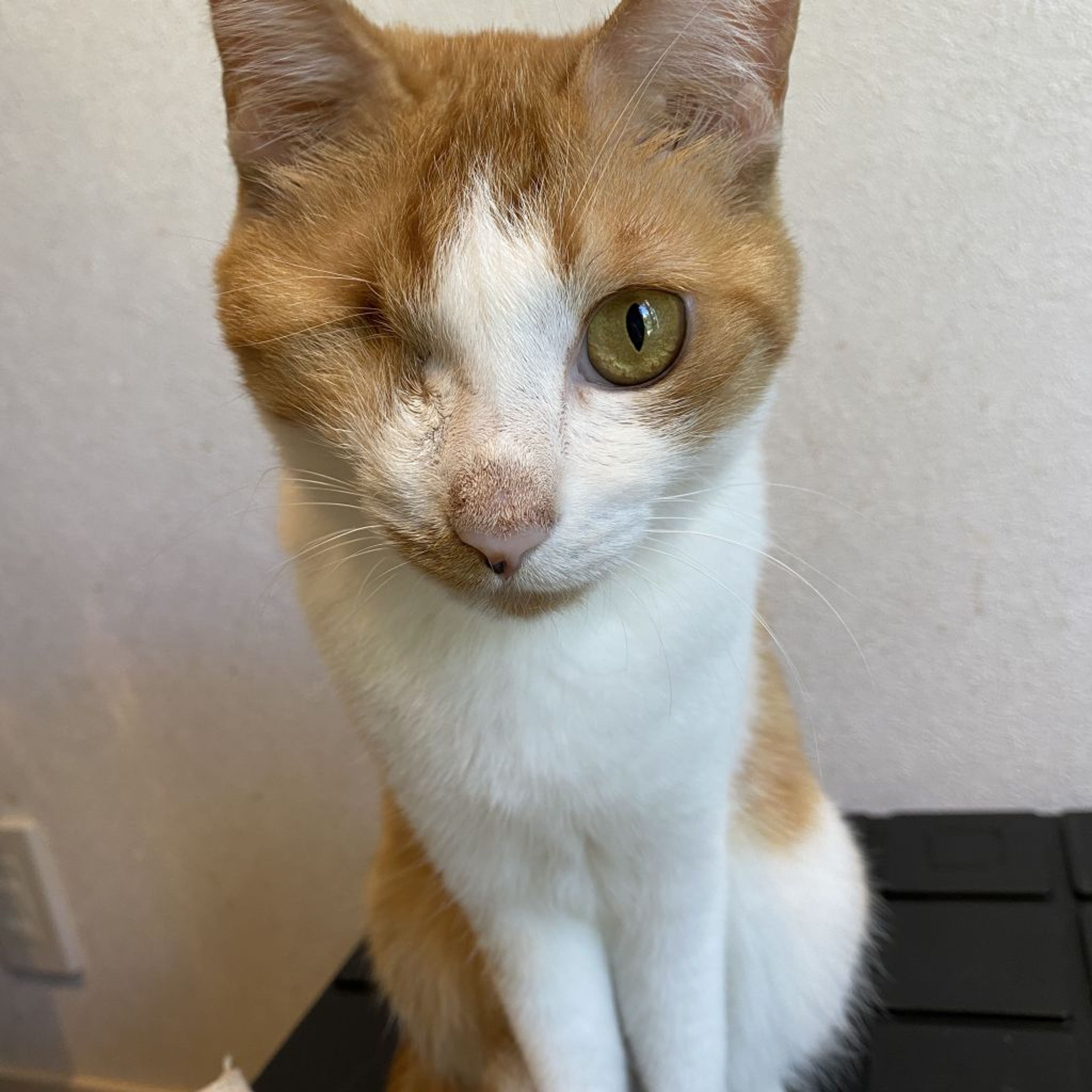 pet-image-6