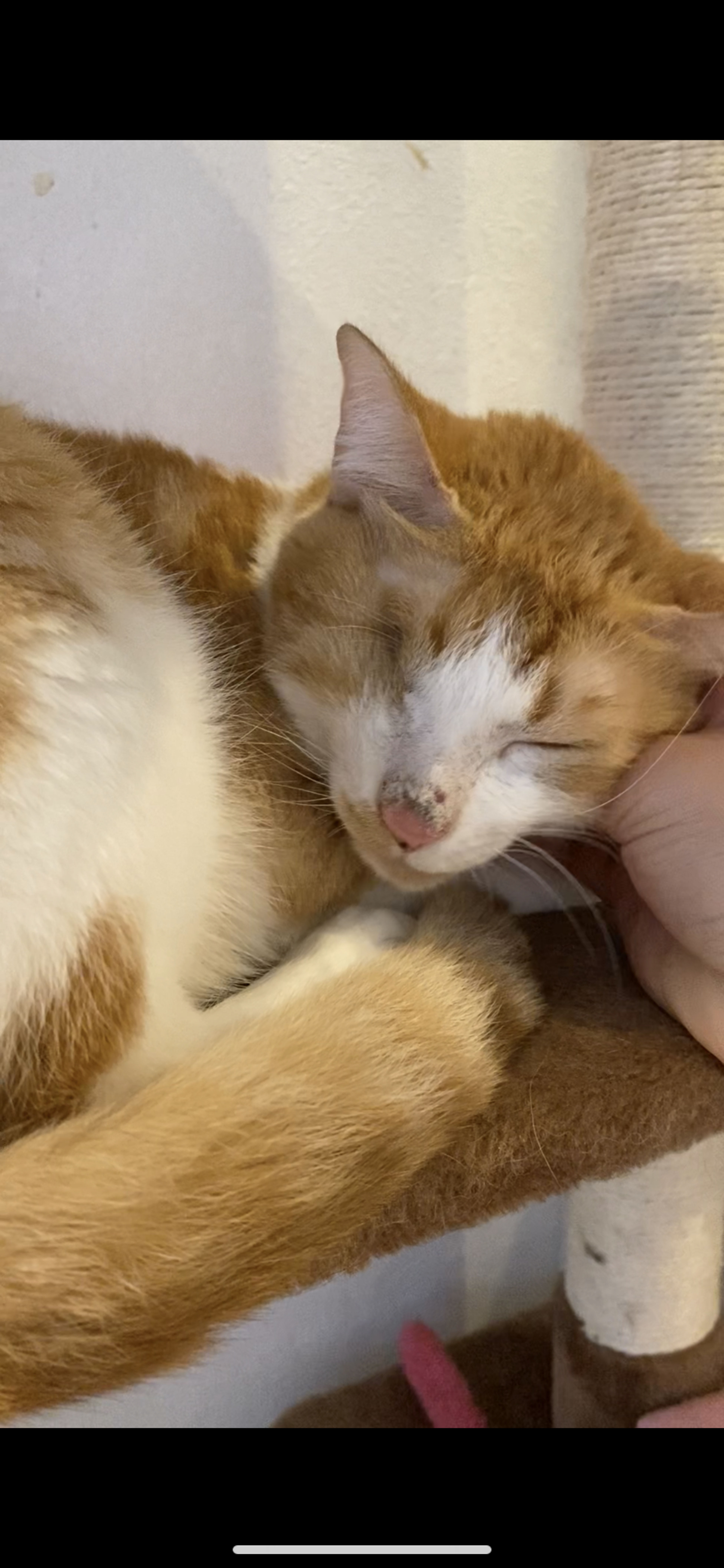 pet-image-7