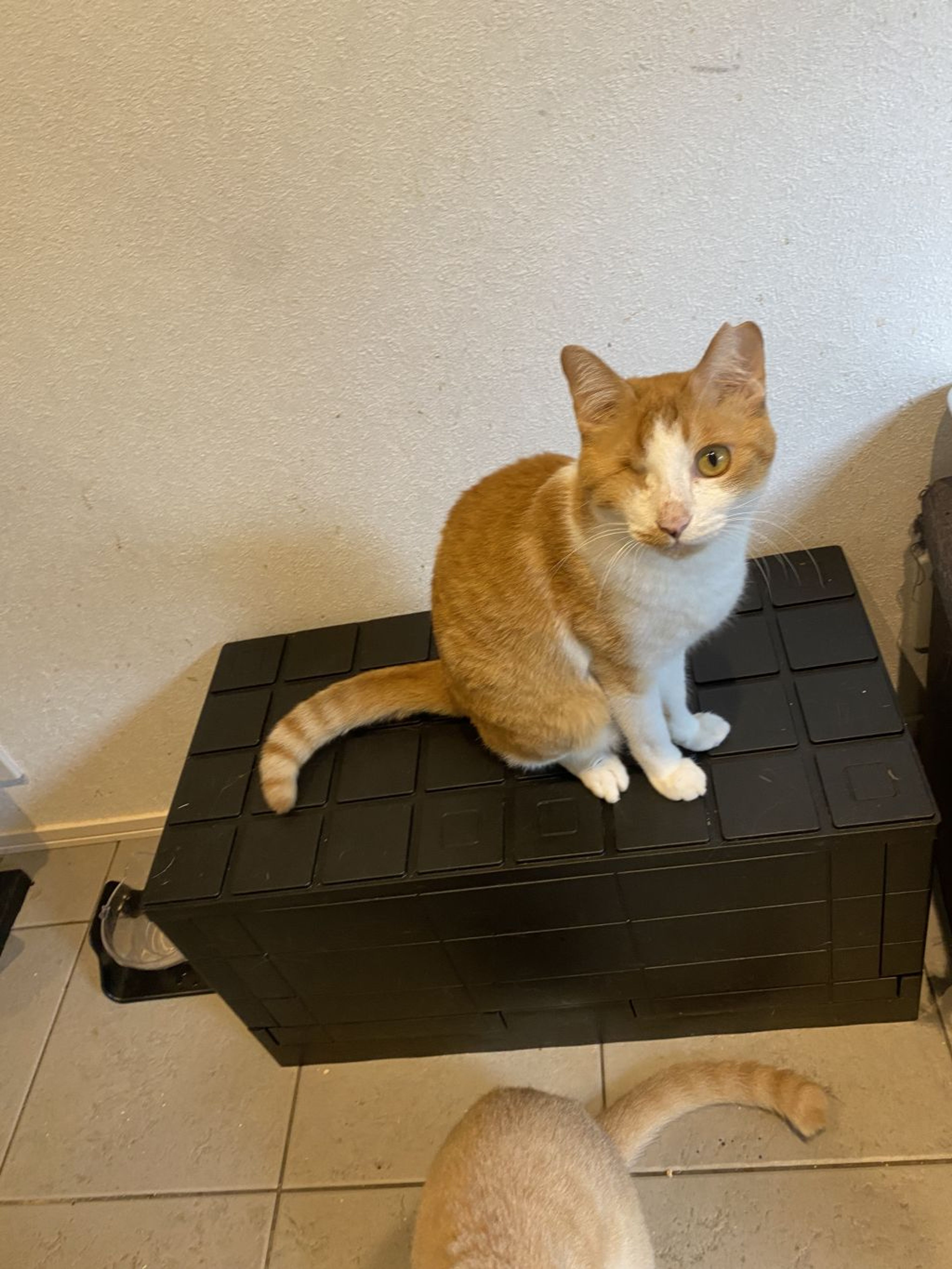 pet-image-3