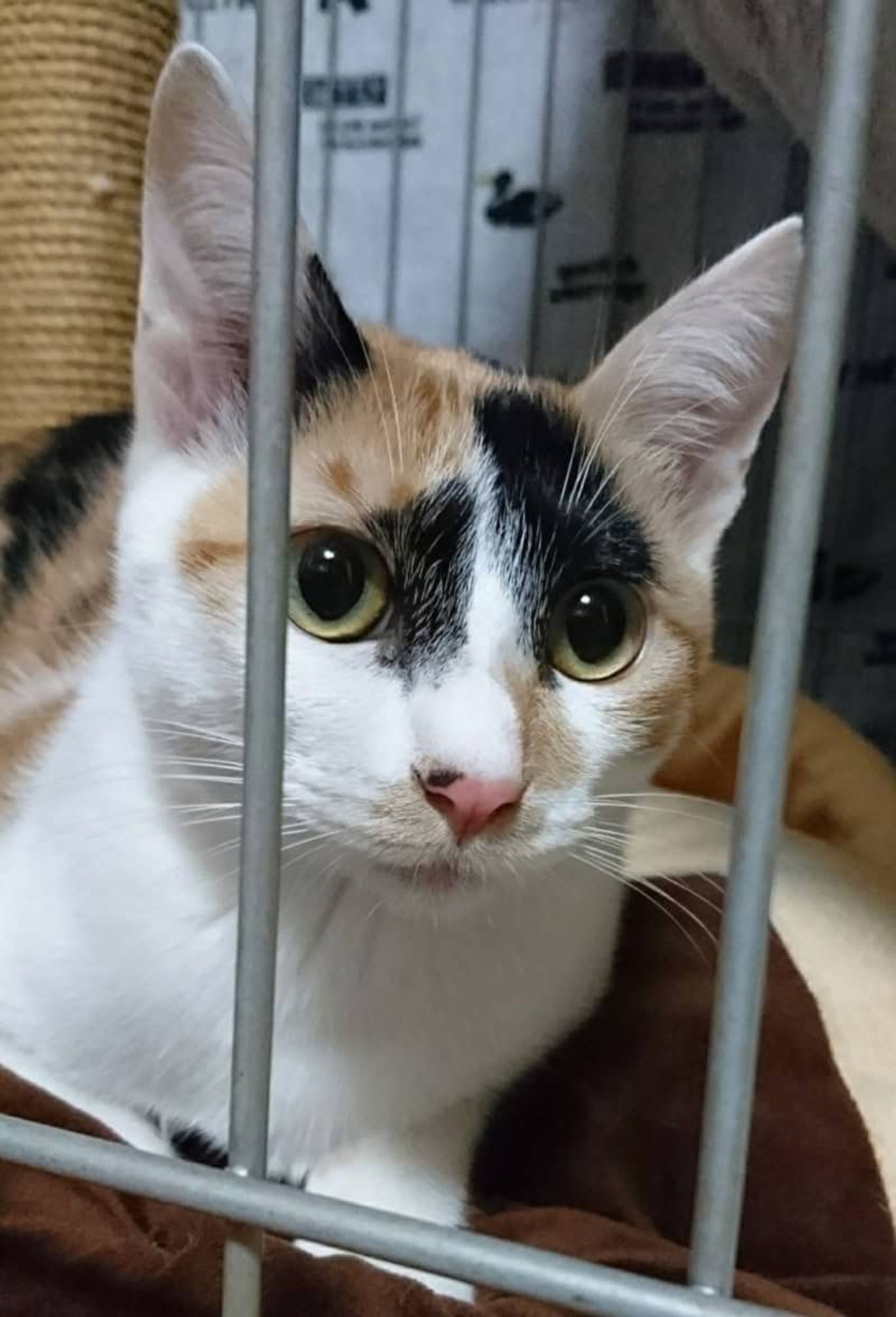 雑種（ミックス猫）・メスの里親募集の写真