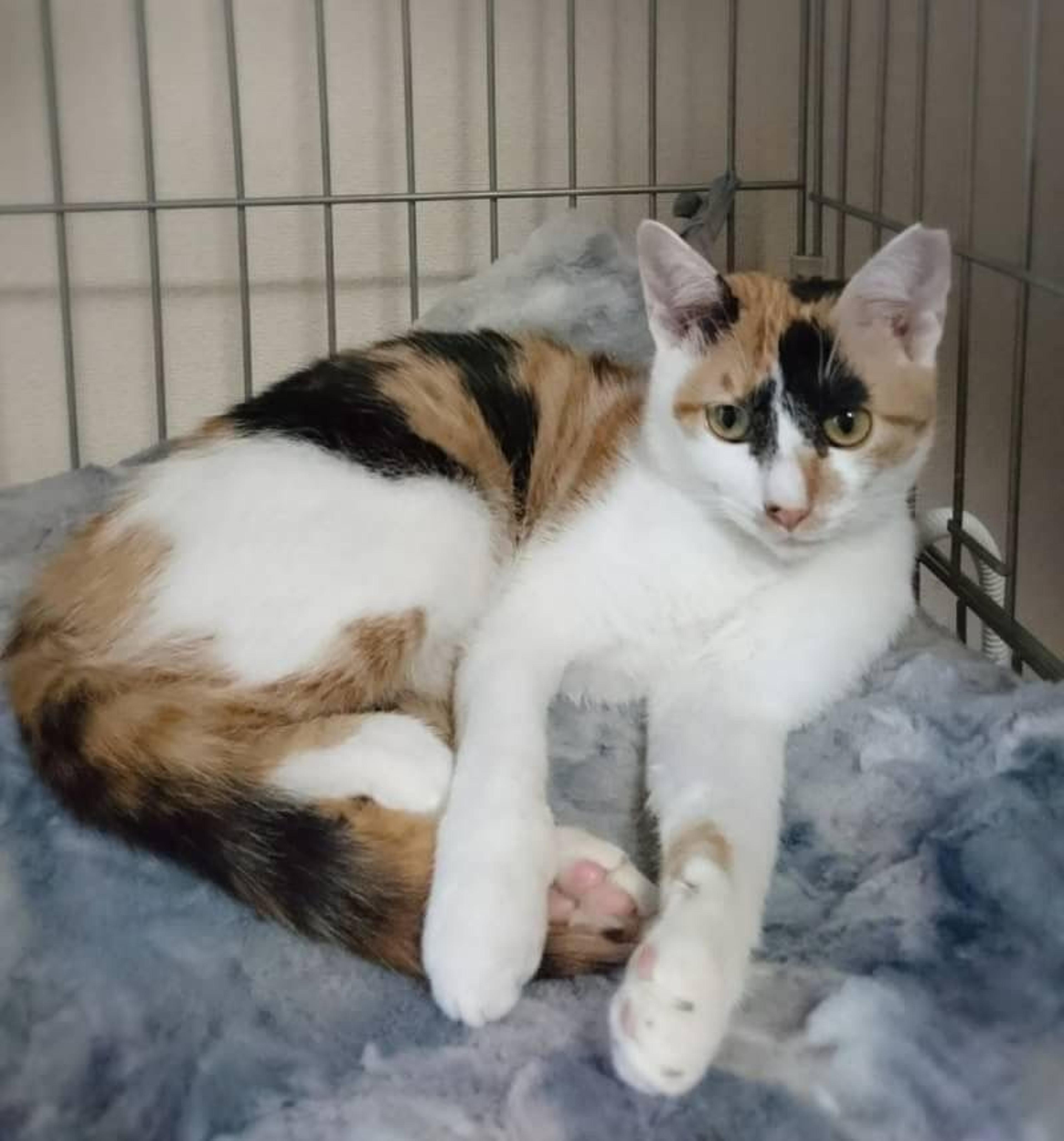 pet-image-2