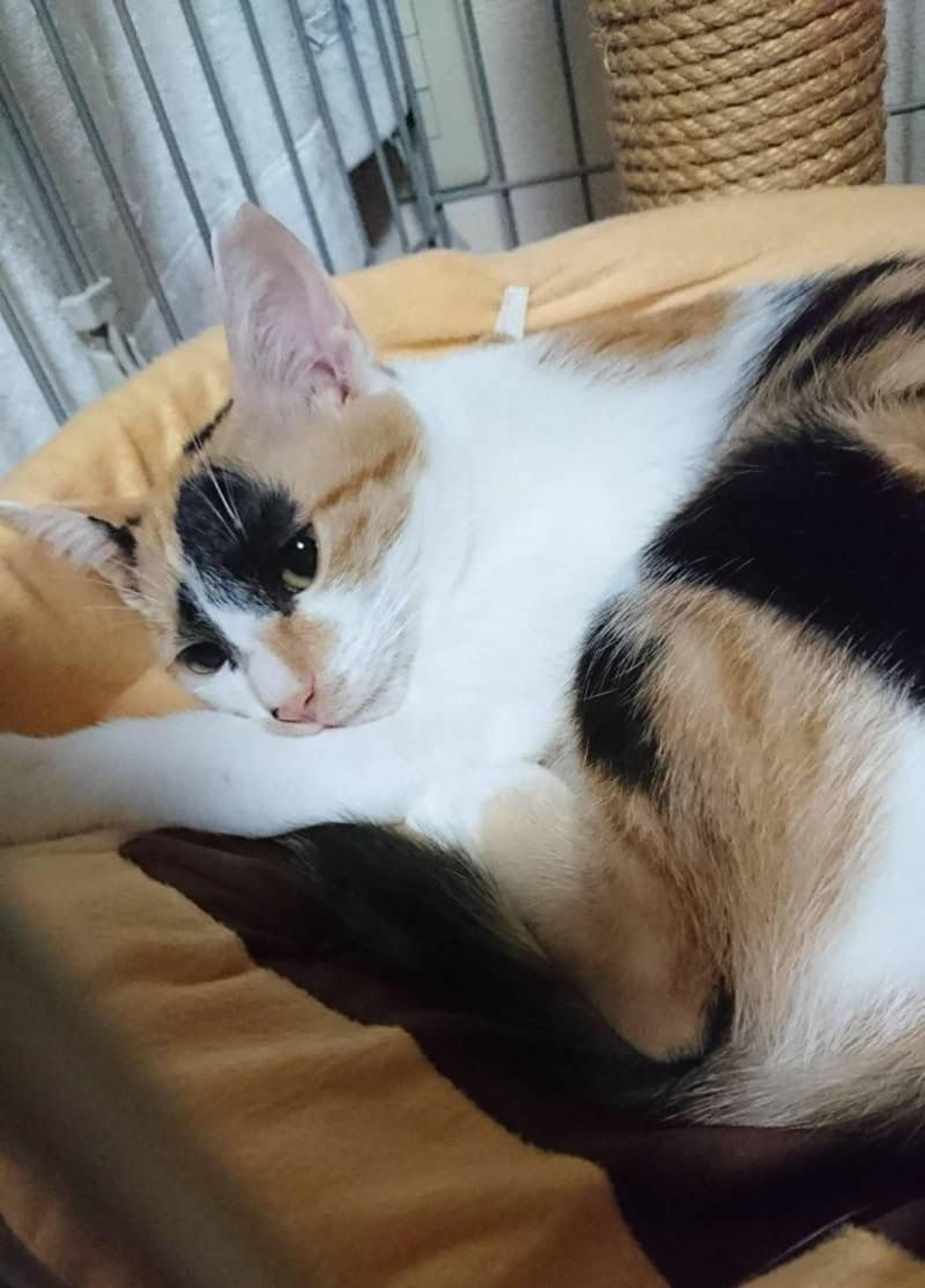 pet-image-3