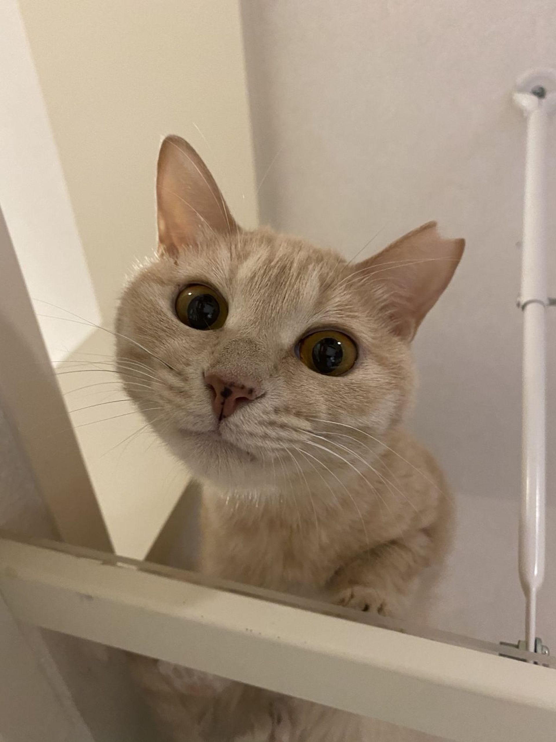 雑種（ミックス猫）・メスの里親募集の写真
