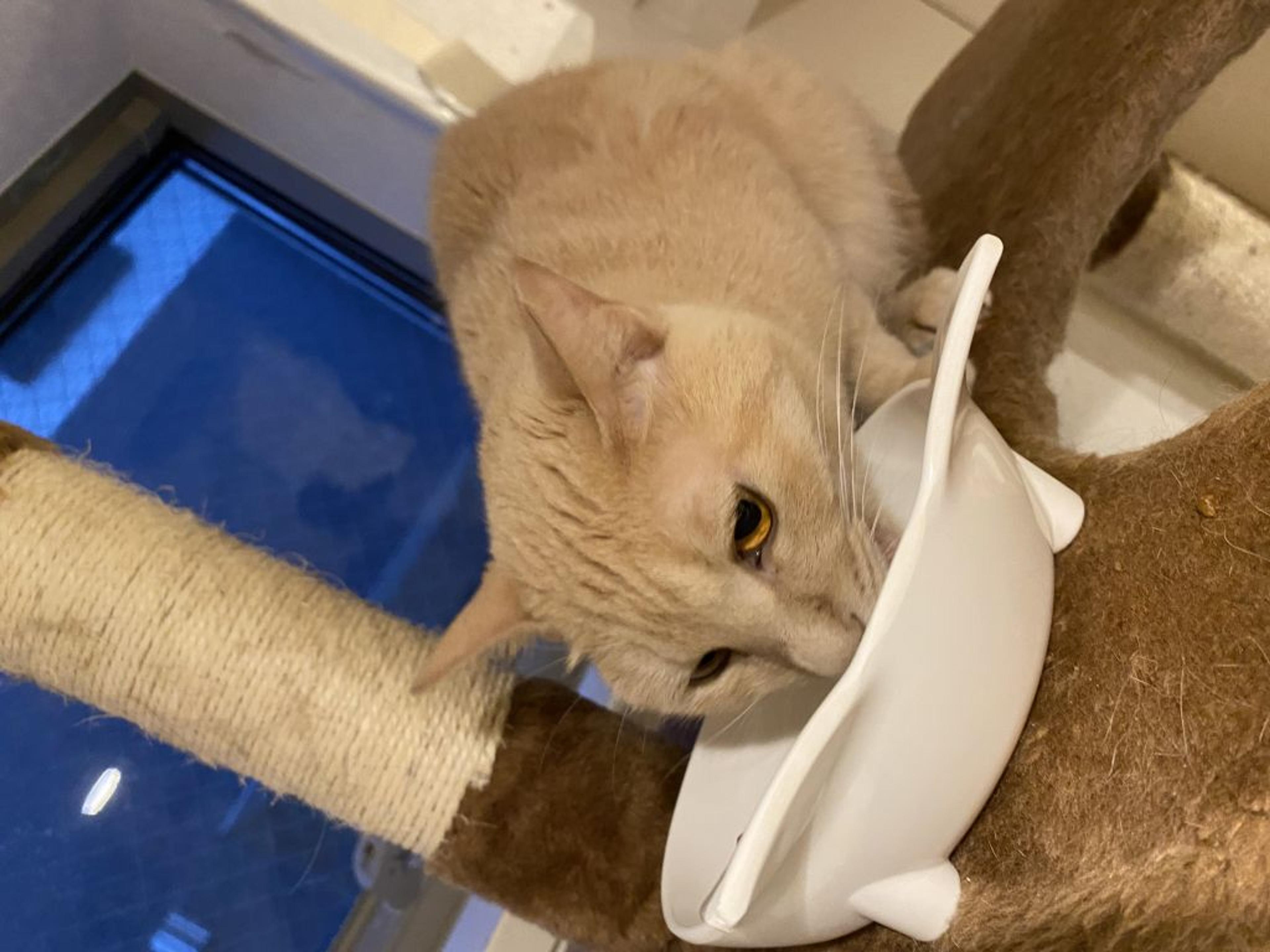 pet-image-4