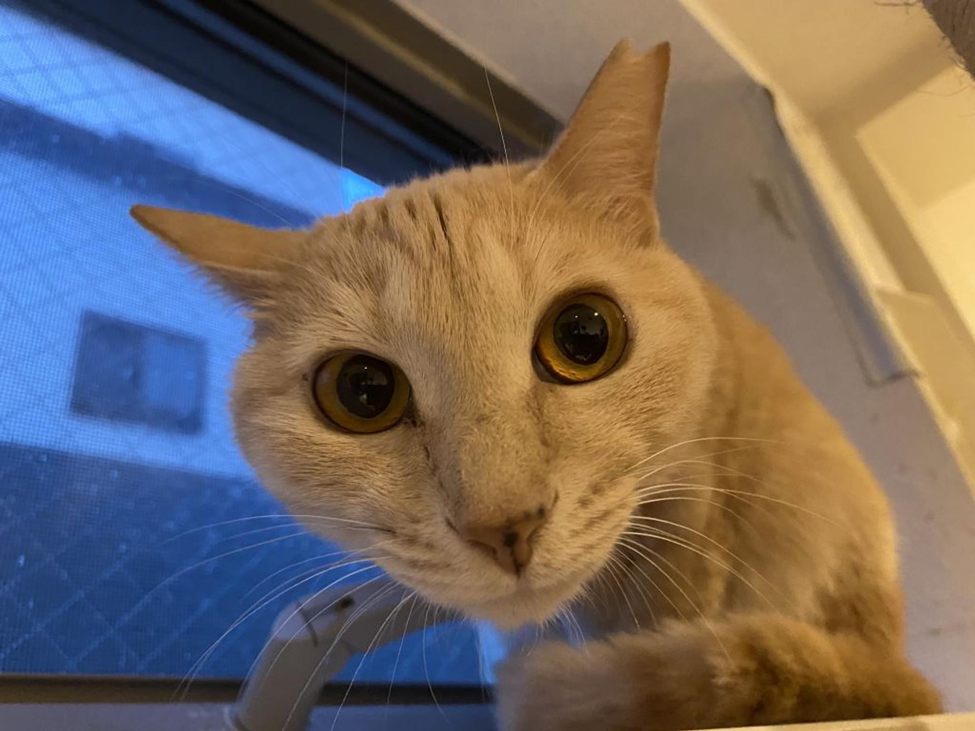 pet-image-5