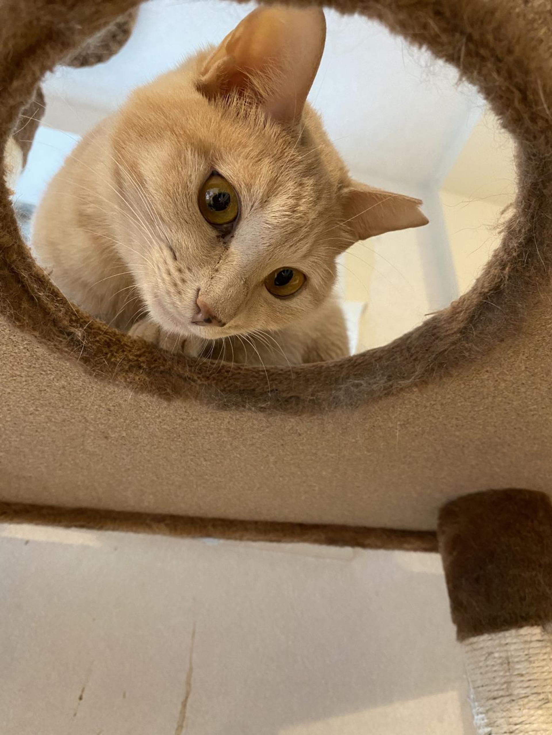 pet-image-8