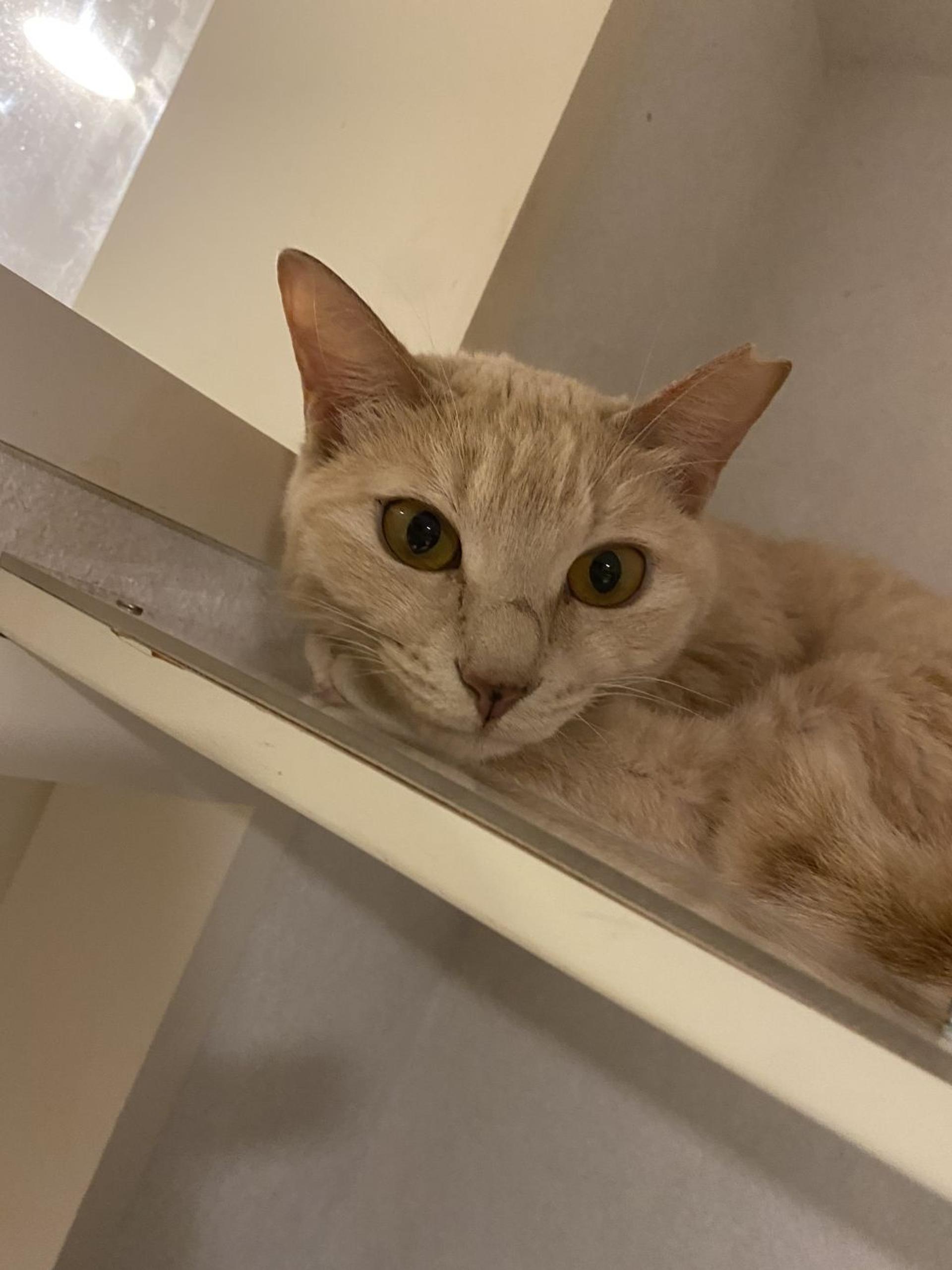 pet-image-2