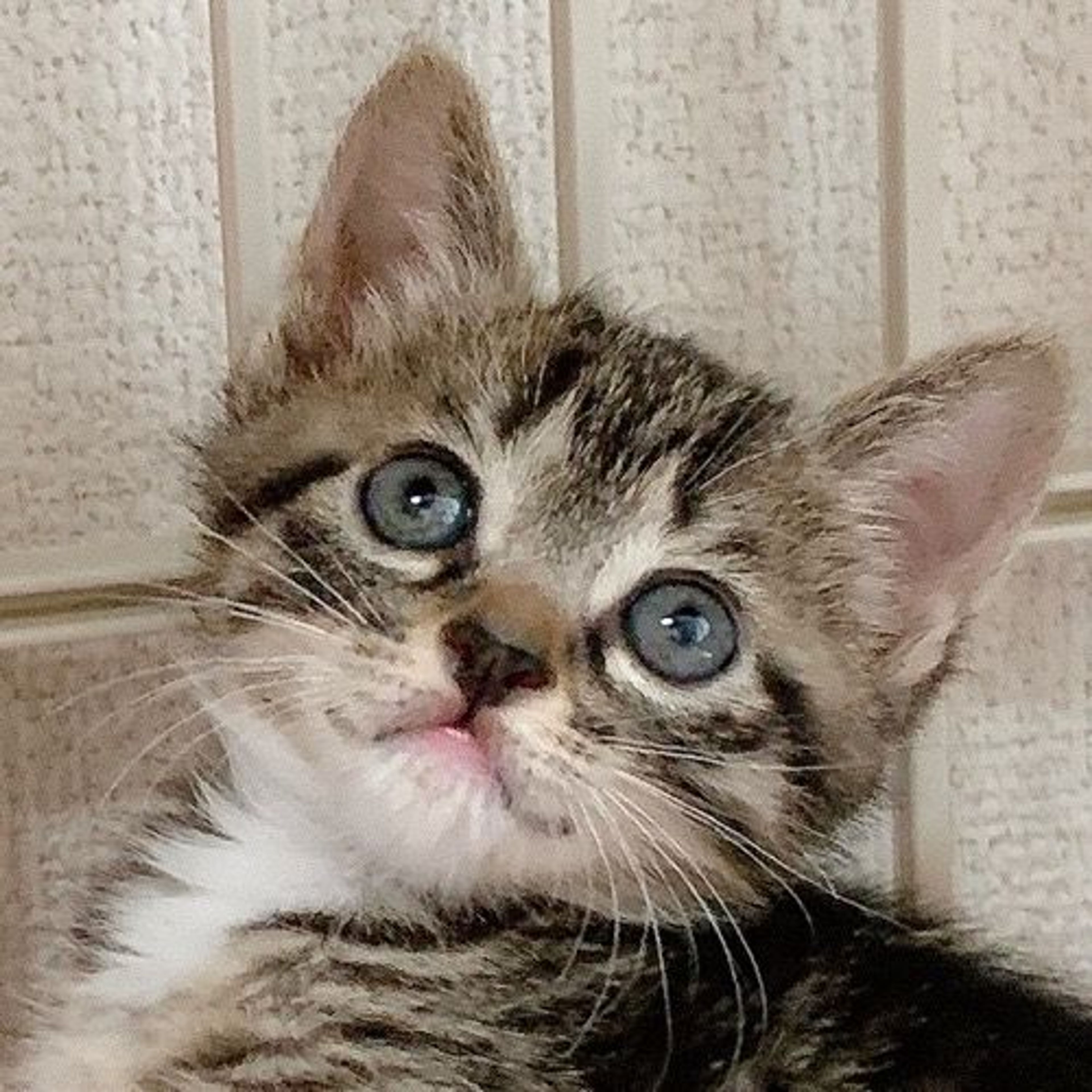 雑種（ミックス猫）・メスの里親募集の写真