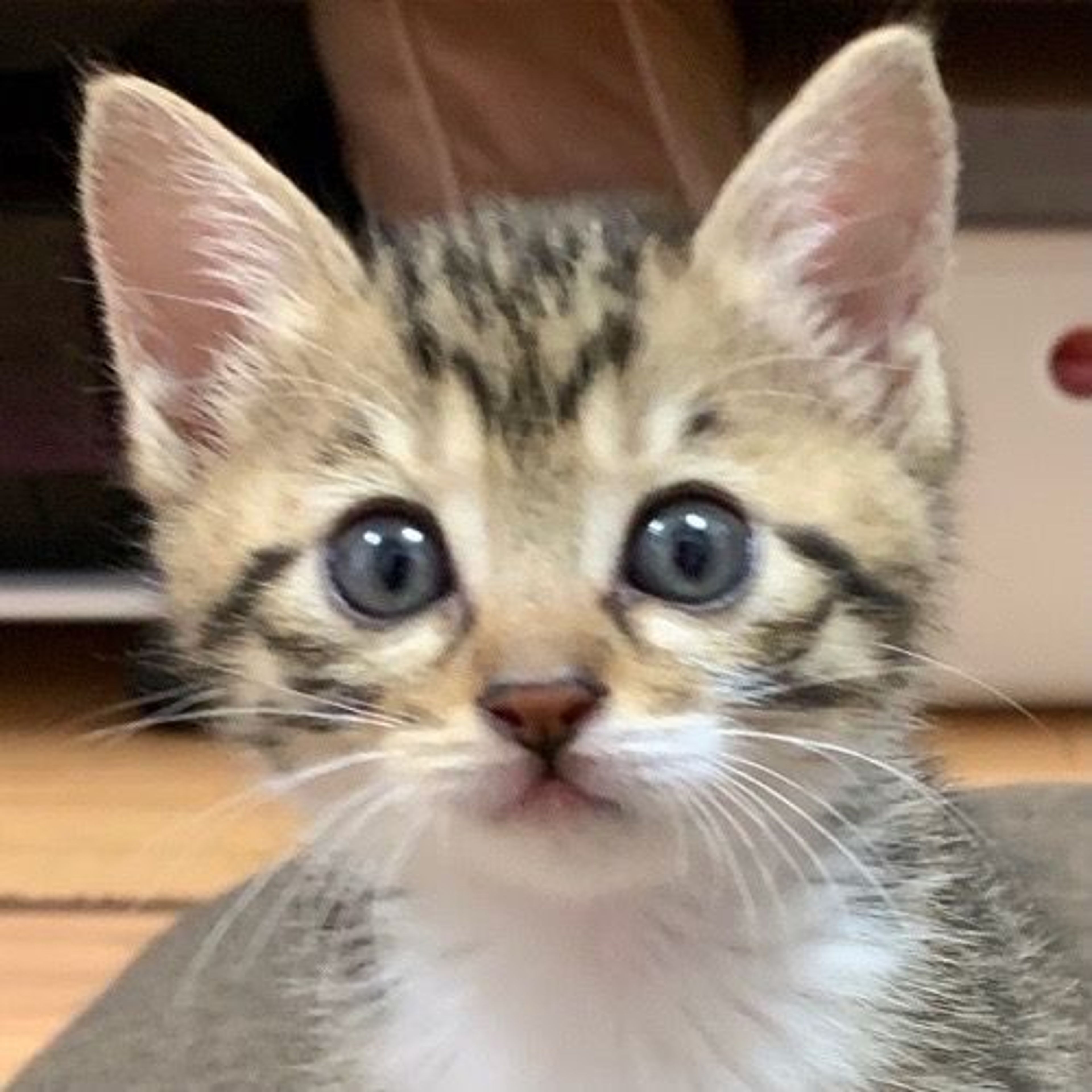 雑種（ミックス猫）・メスの里親募集の写真