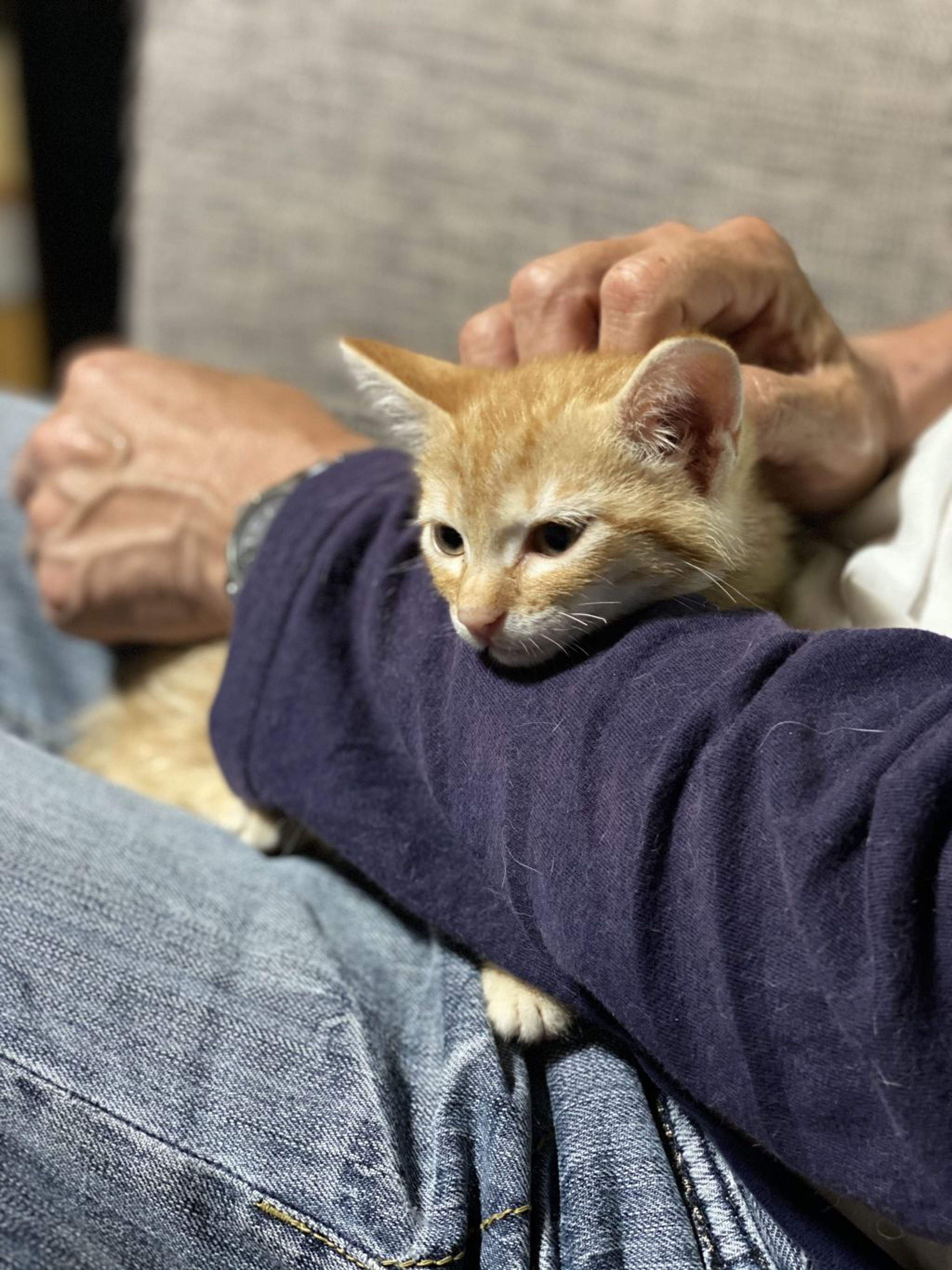 雑種（ミックス猫）・メスの里親募集の写真