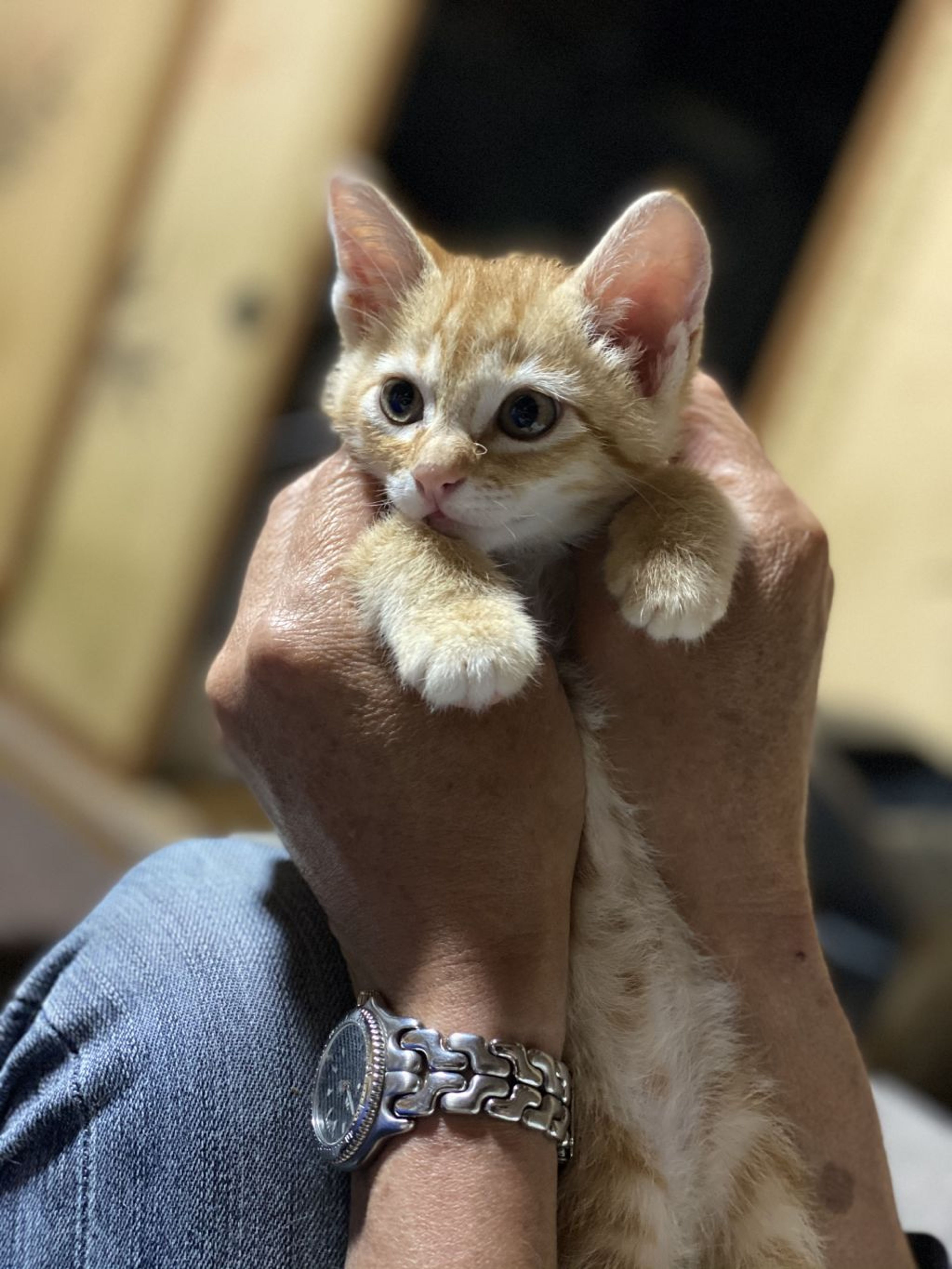 pet-image-3