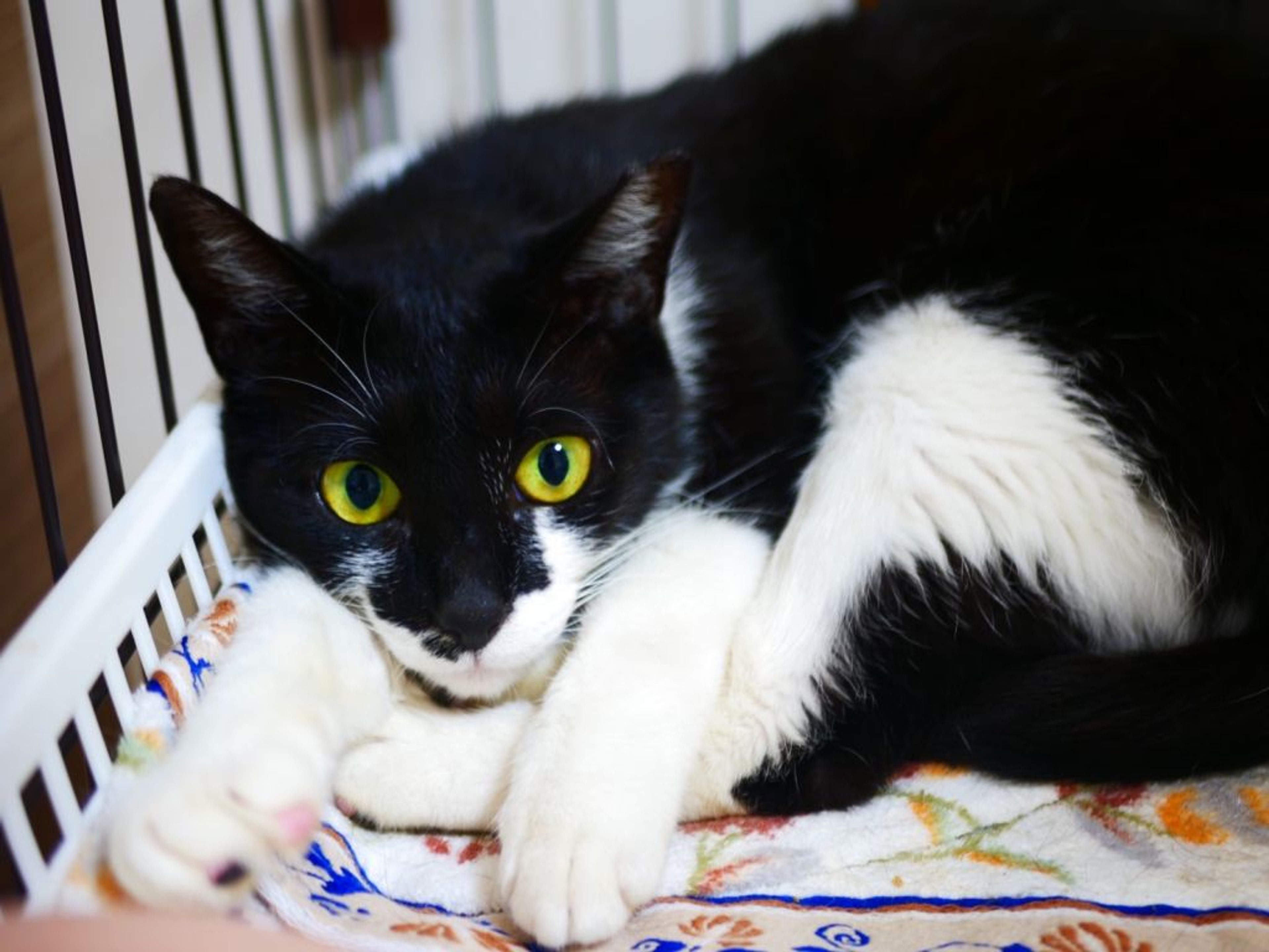 pet-image-5