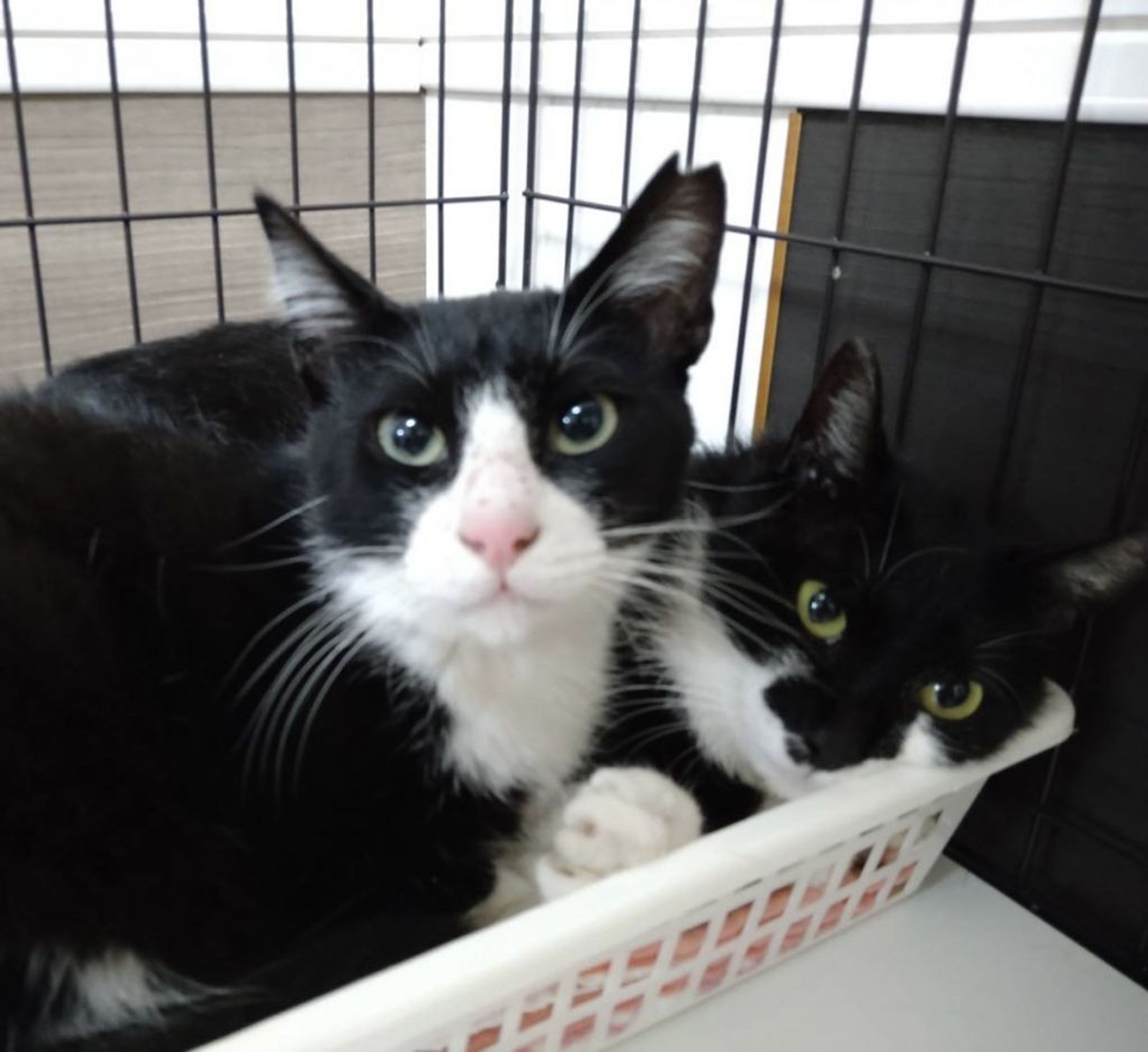 pet-image-8