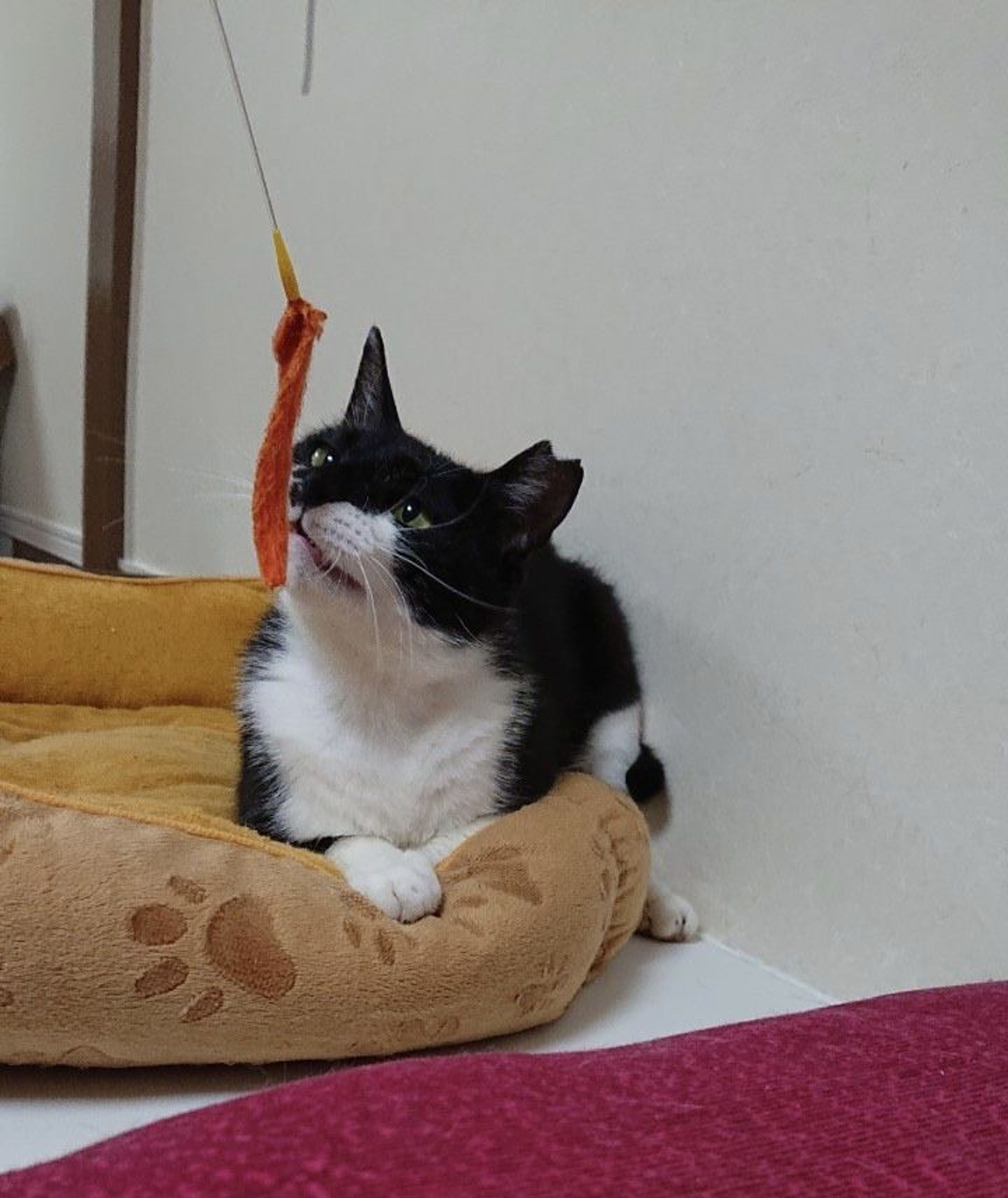 pet-image-2