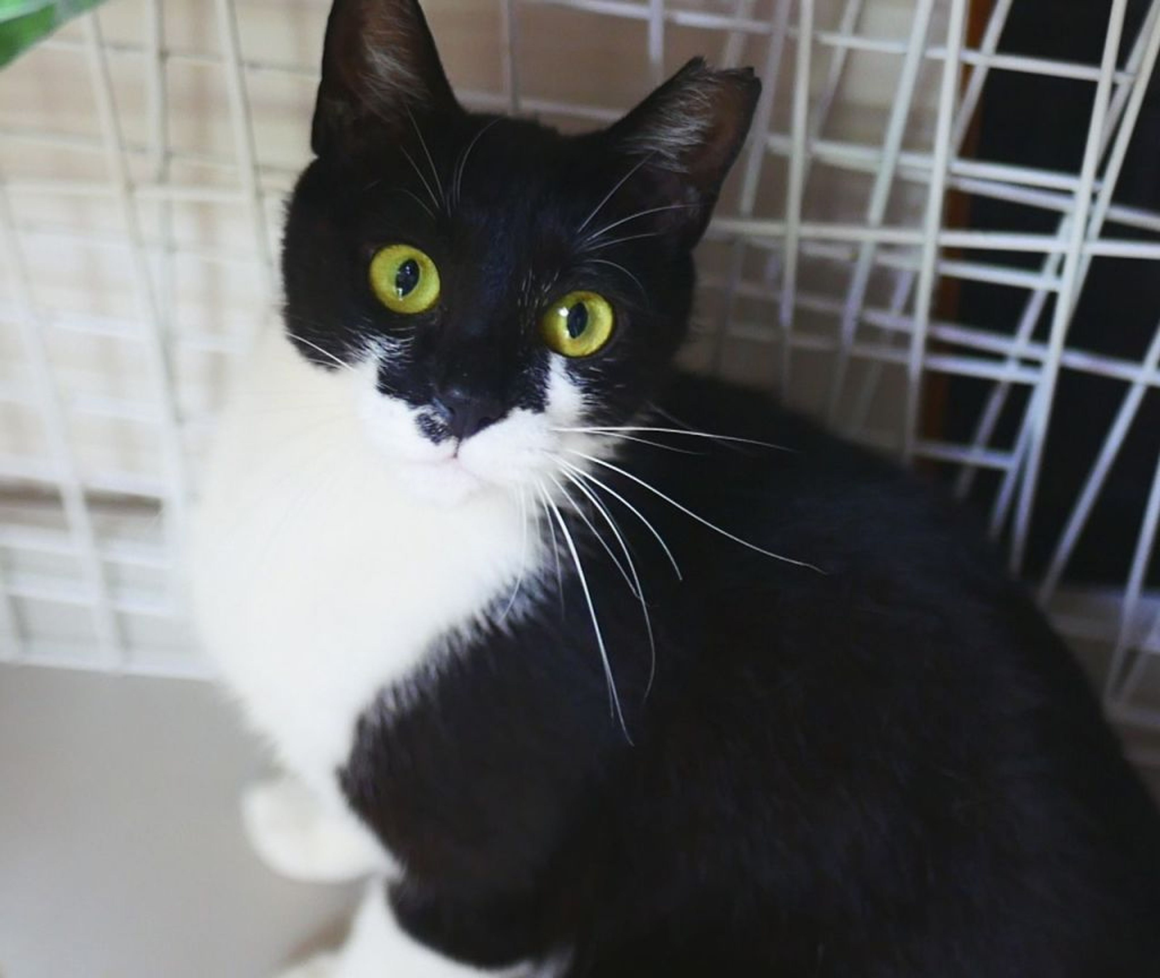 pet-image-6