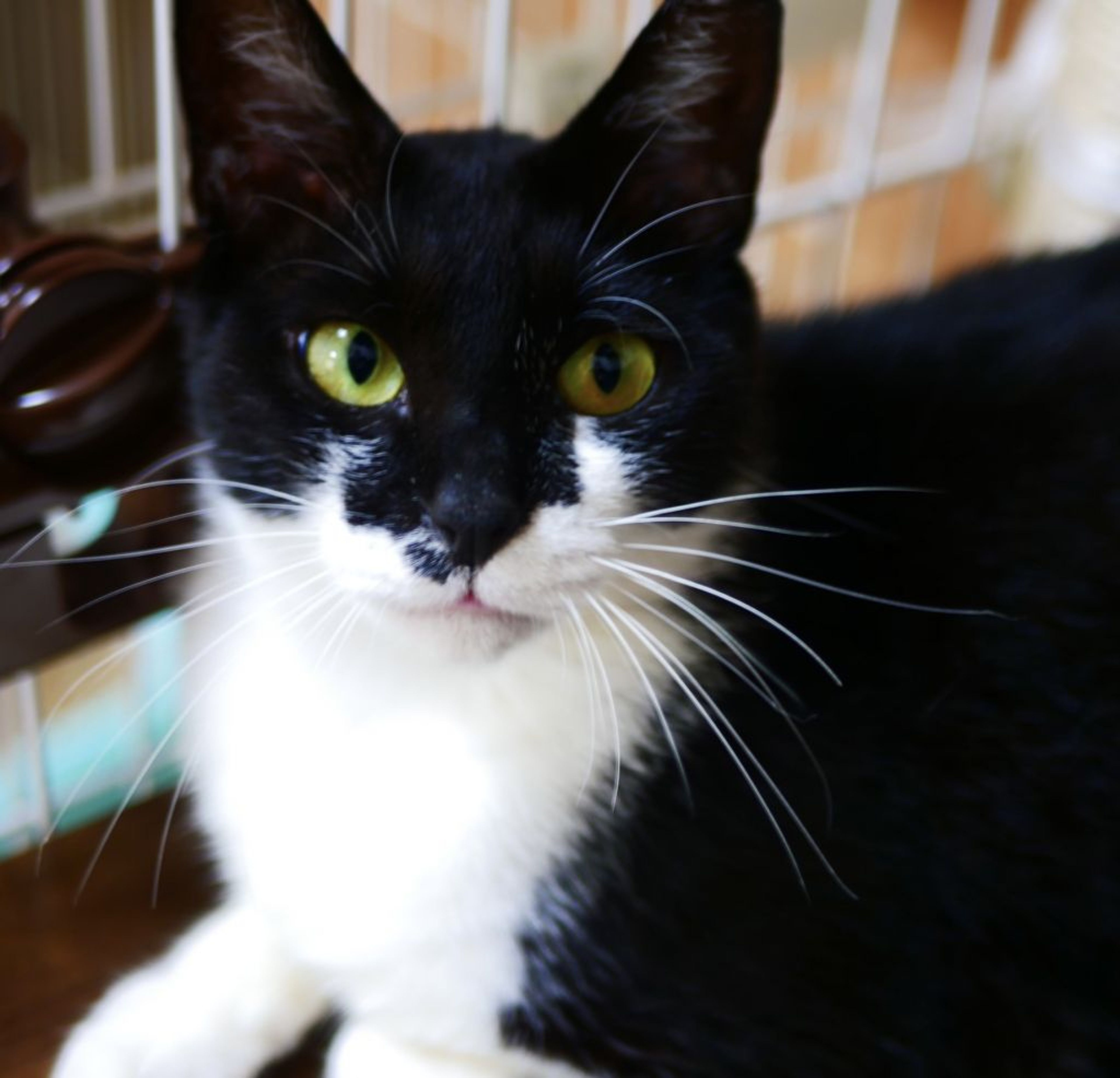 pet-image-9