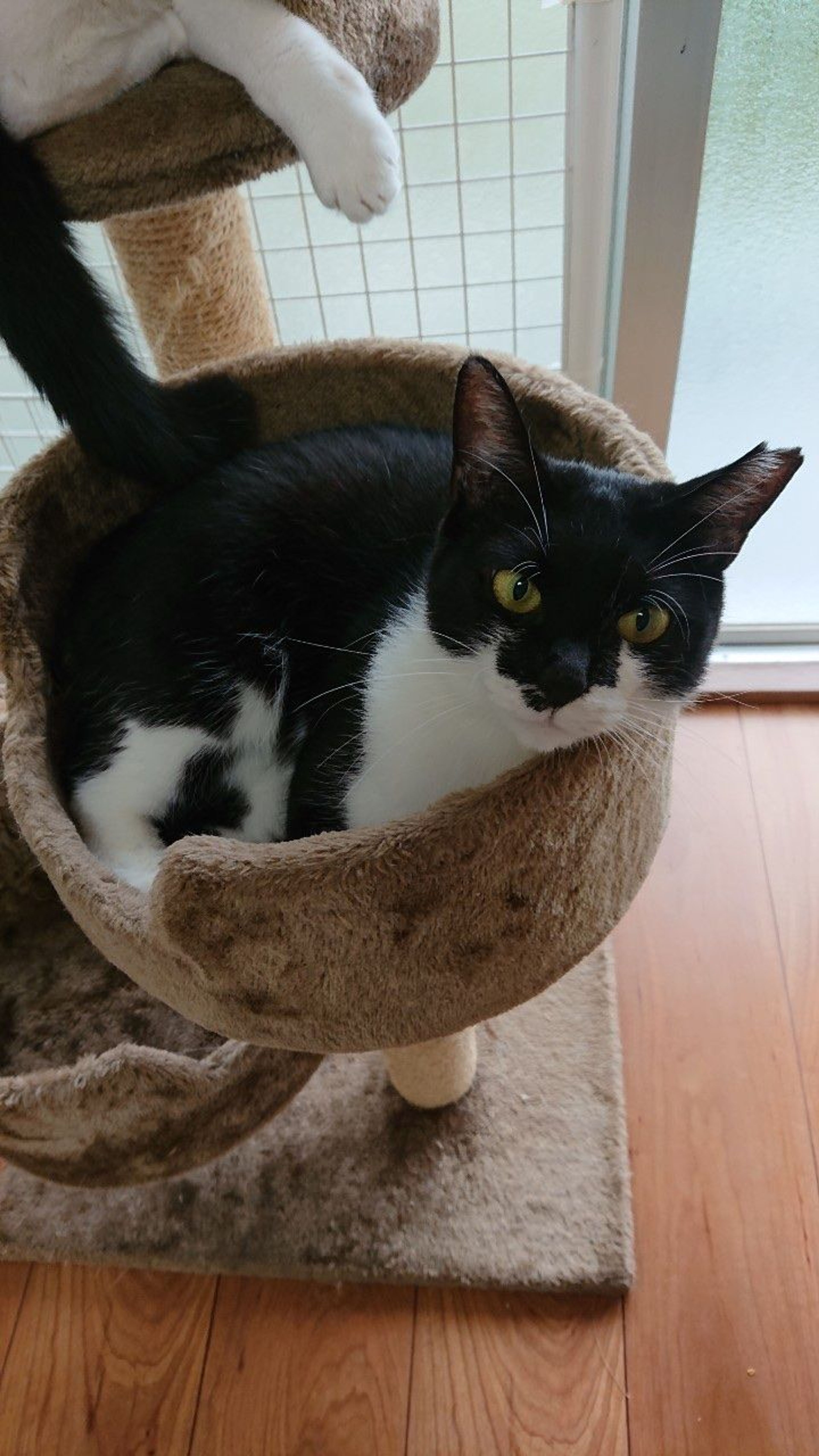 pet-image-4