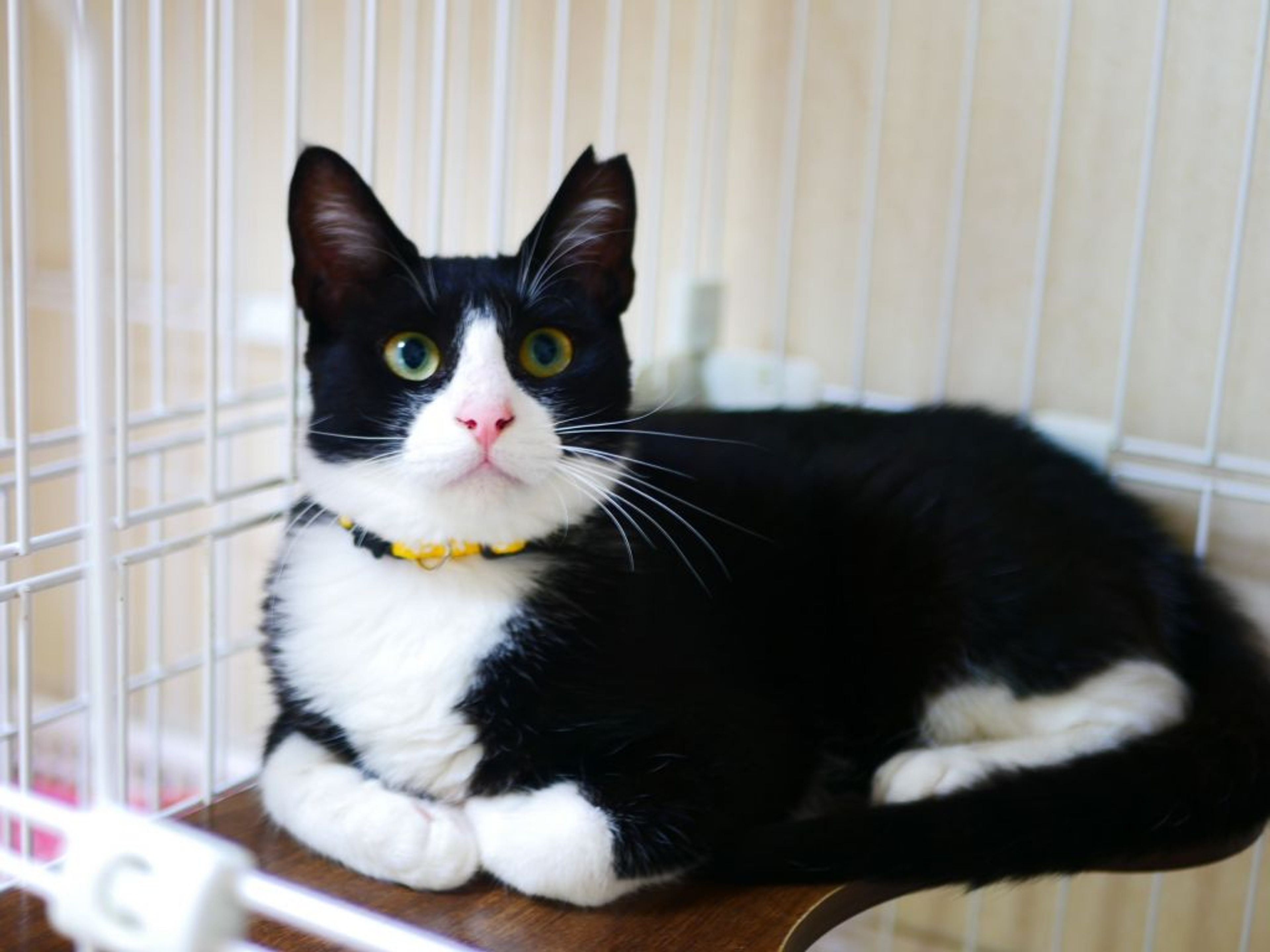 pet-image-3