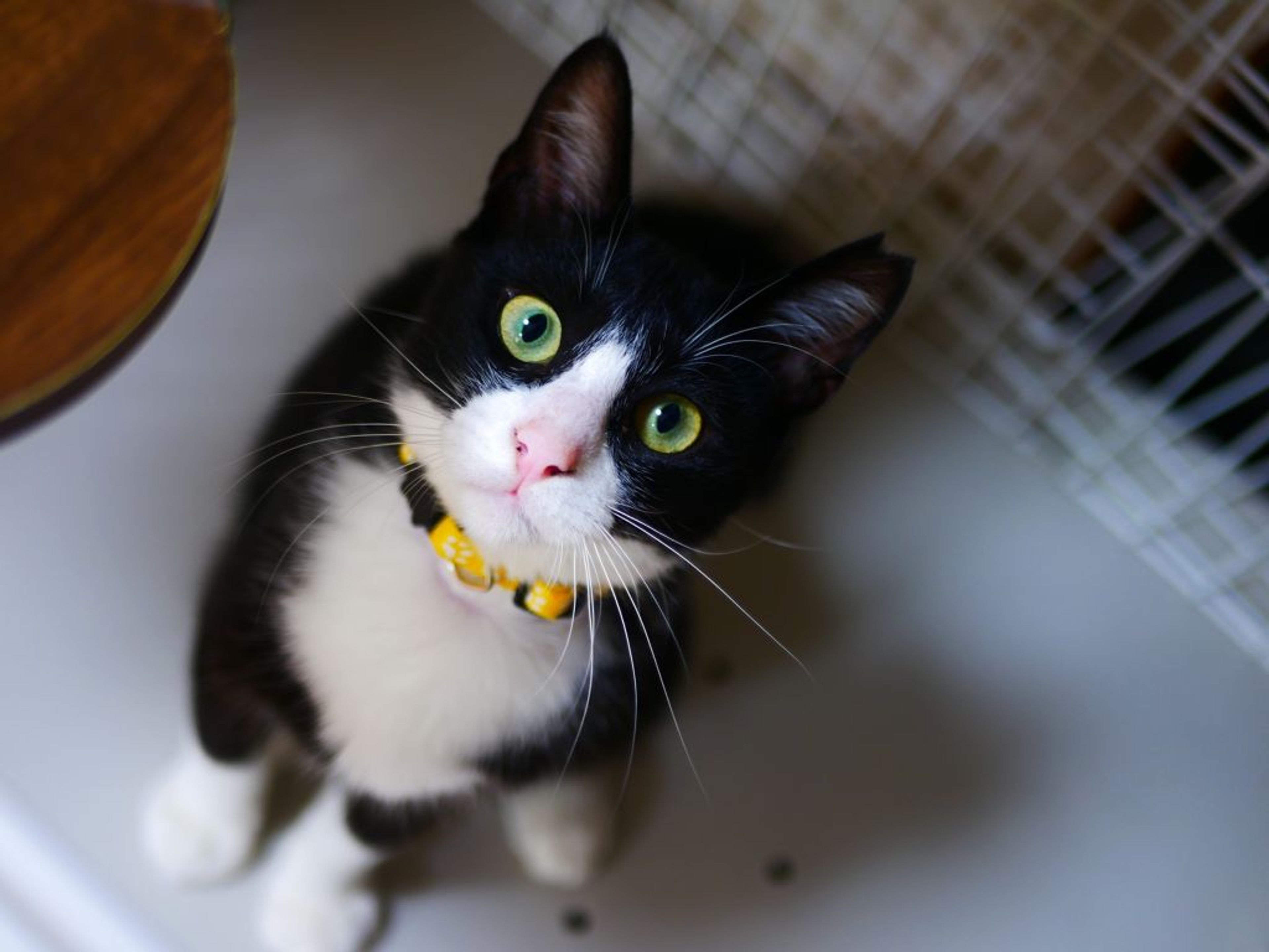 pet-image-7