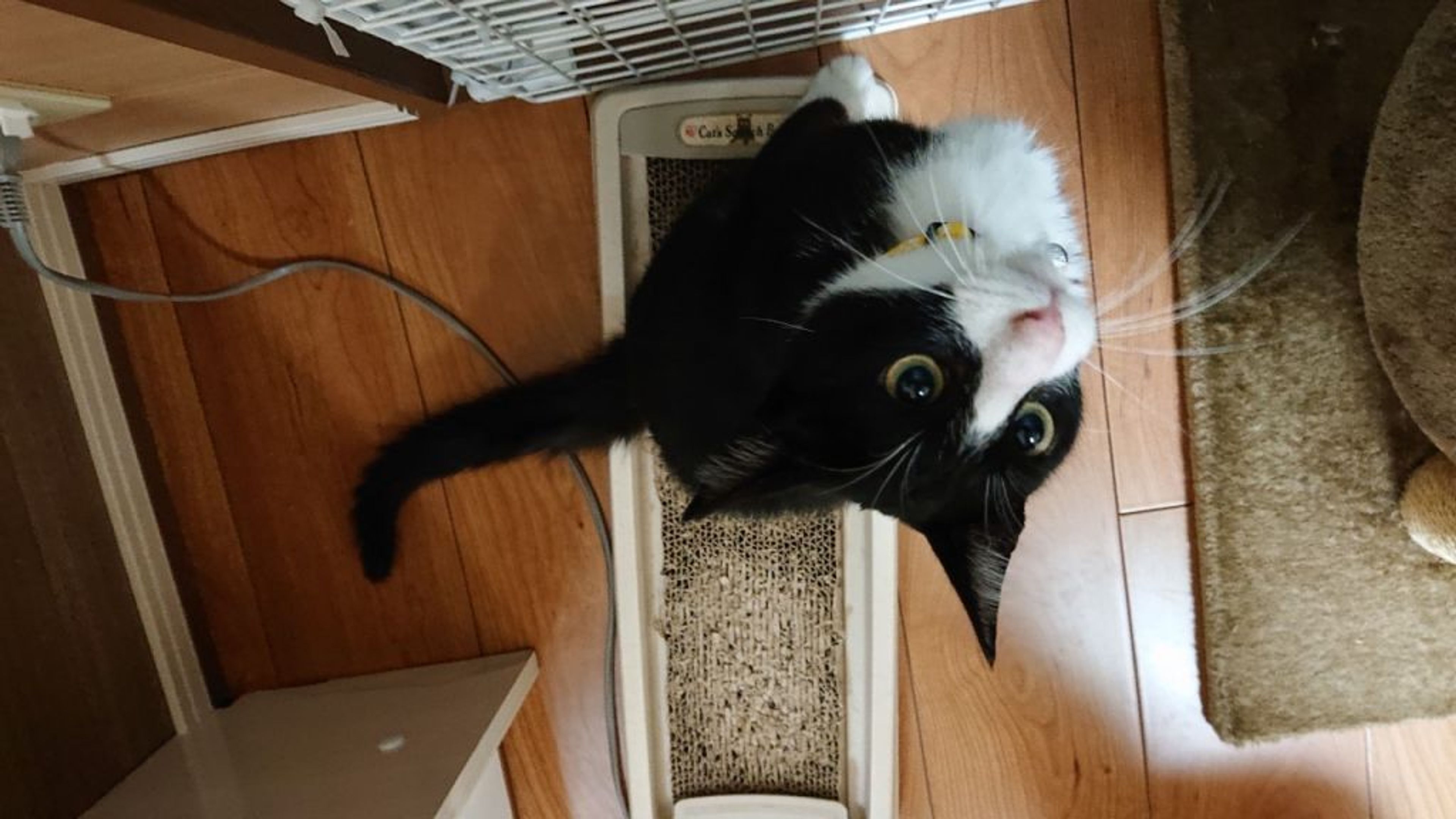 pet-image-9