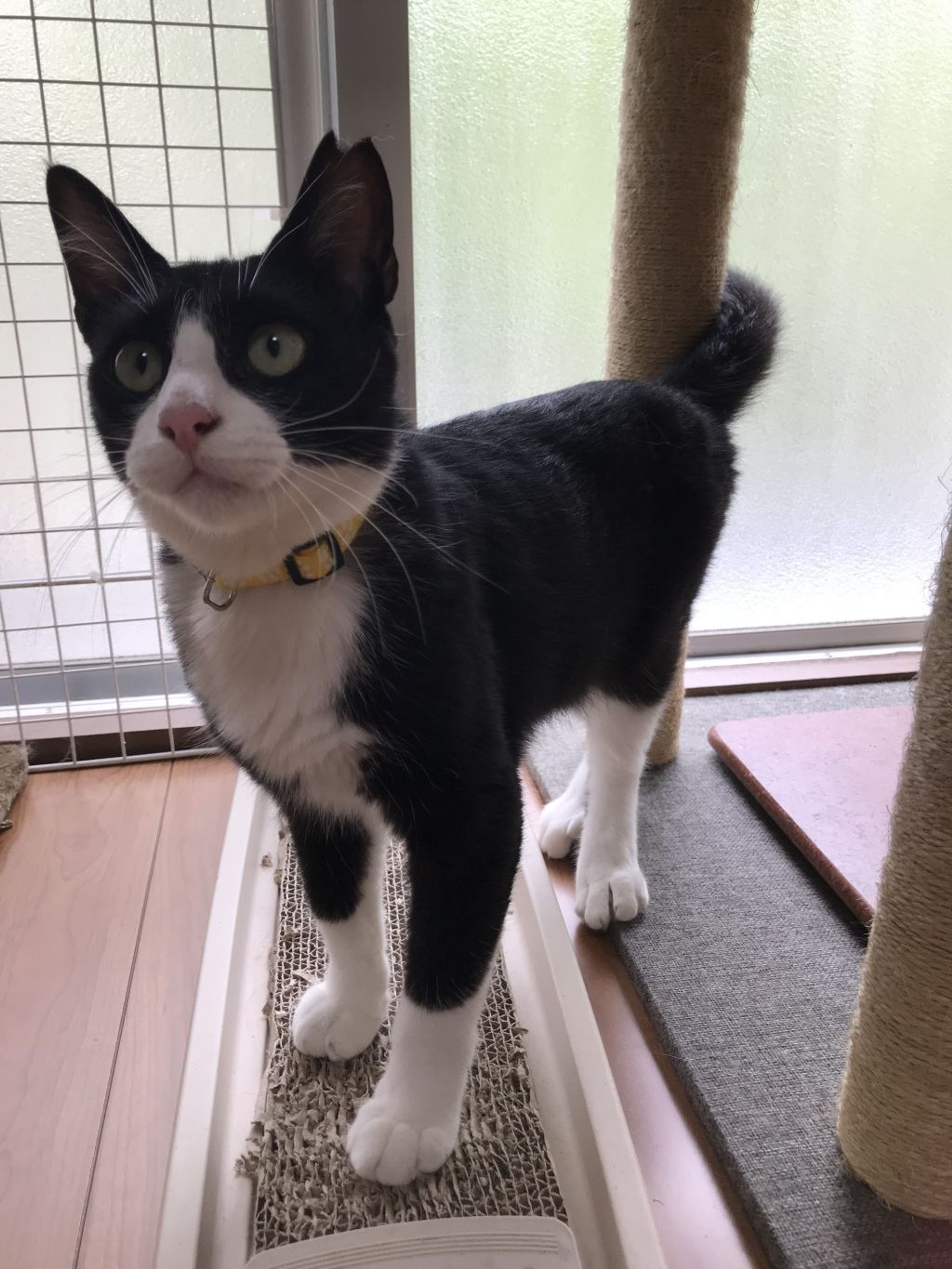 雑種（ミックス猫）・オスの里親募集の写真