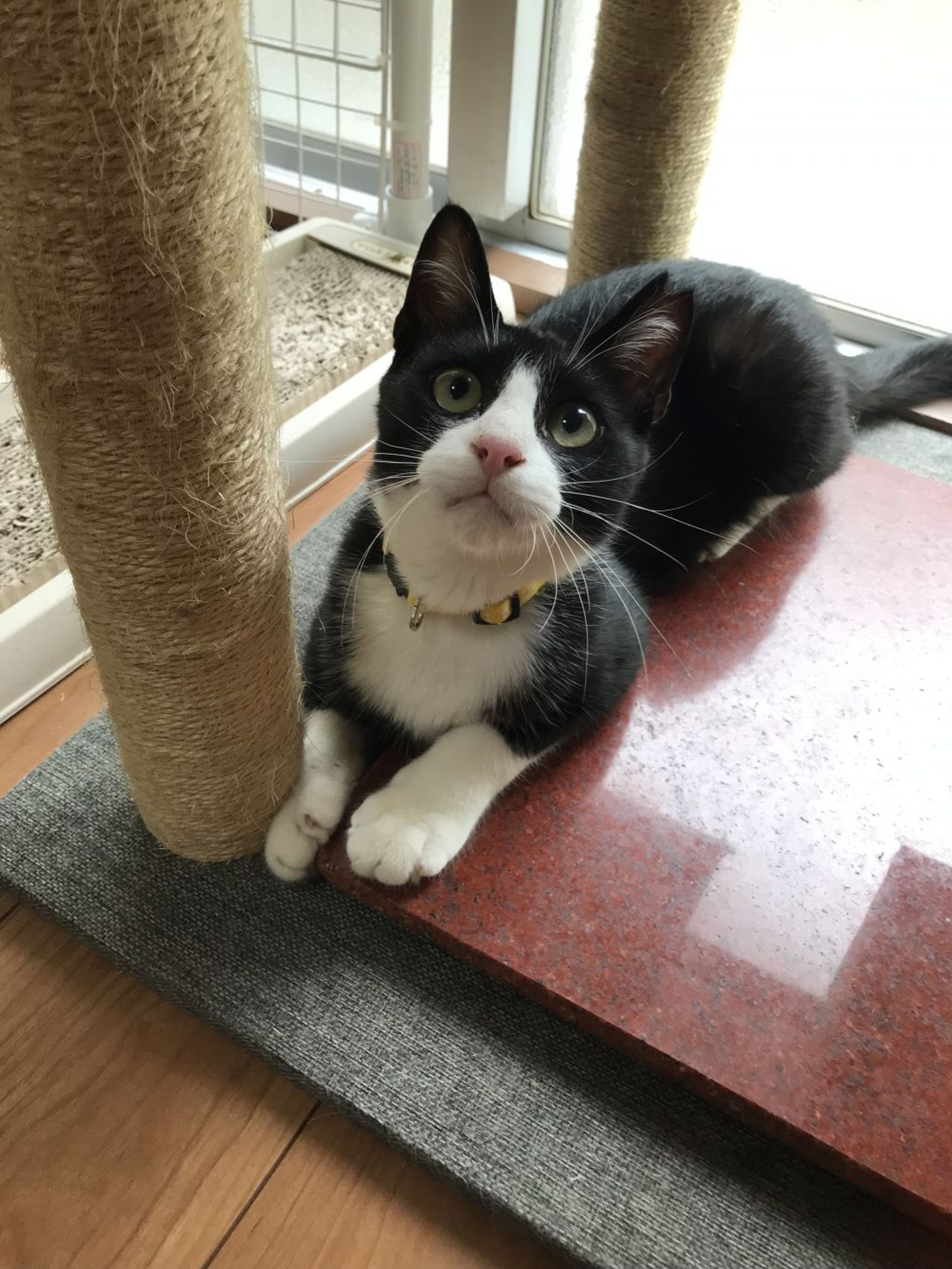 pet-image-4