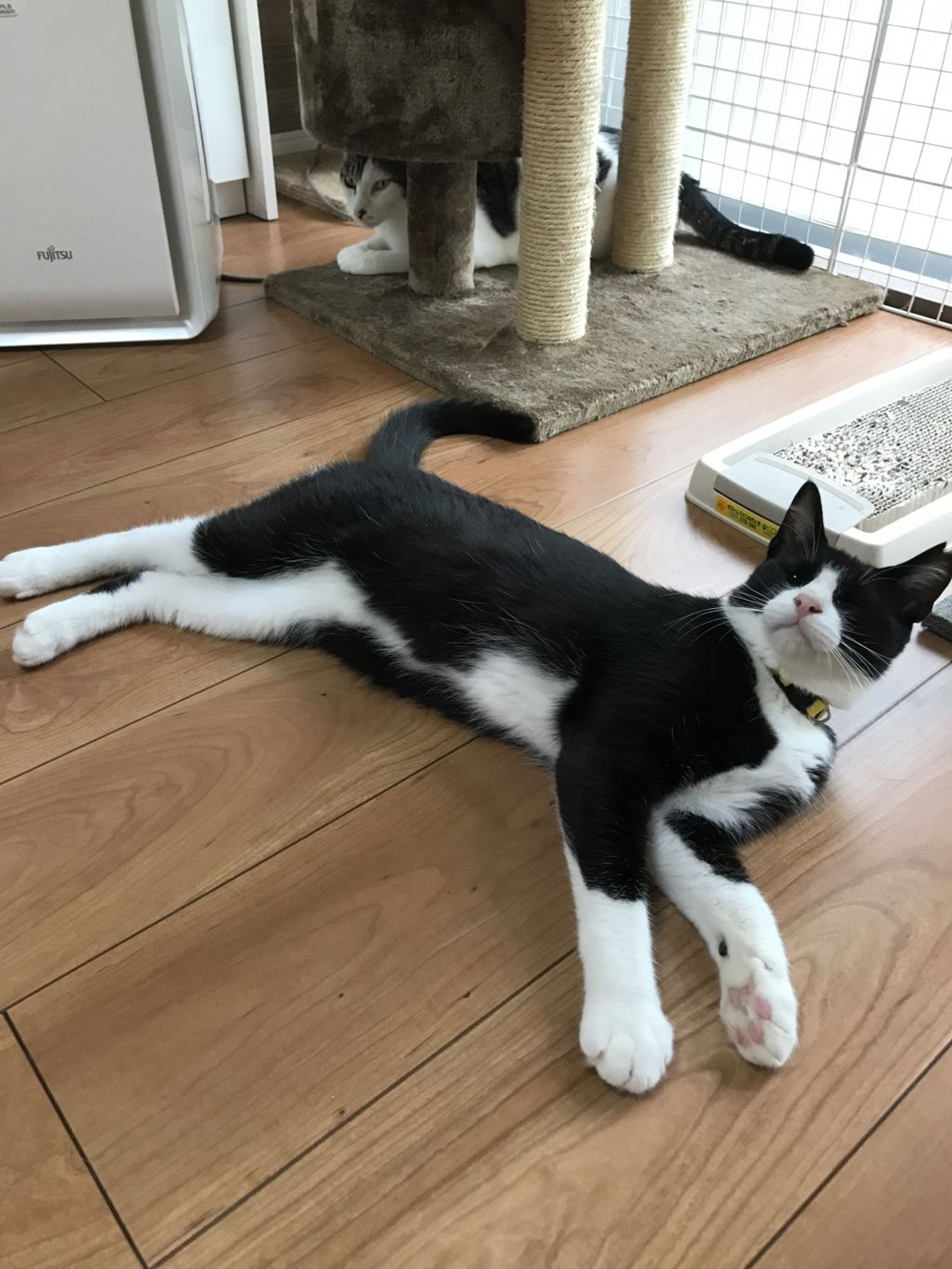 pet-image-6