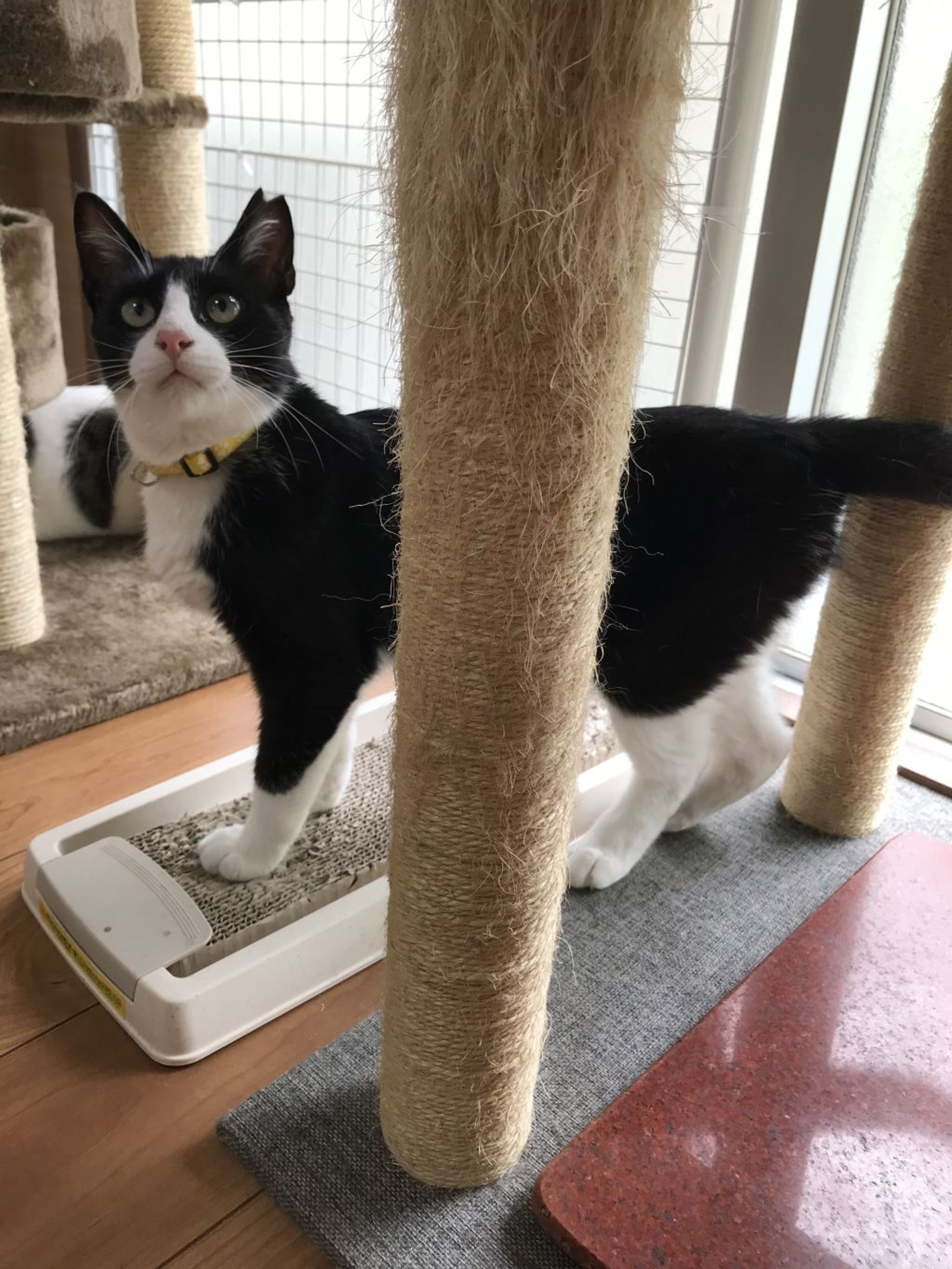 pet-image-8
