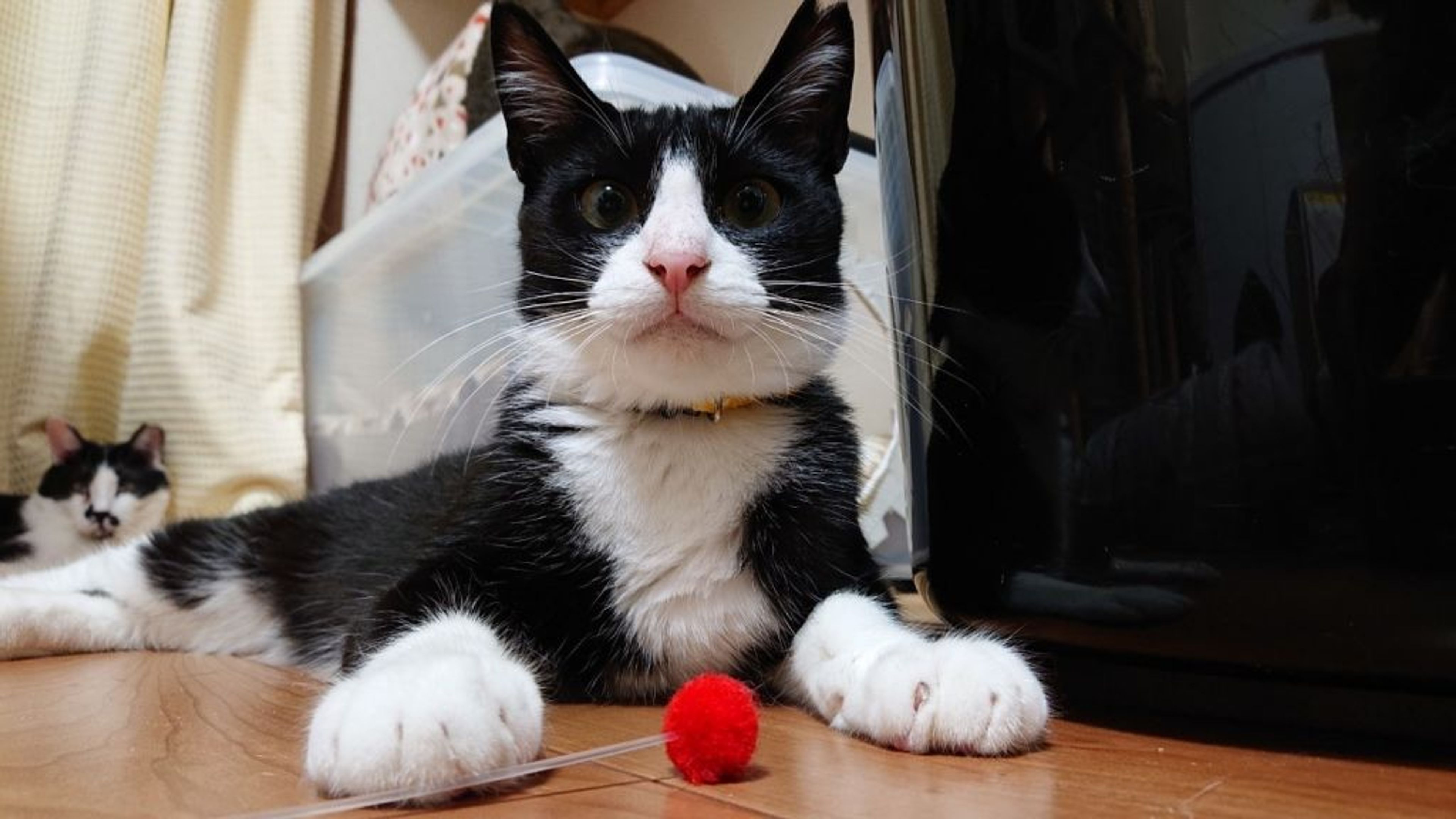 pet-image-10