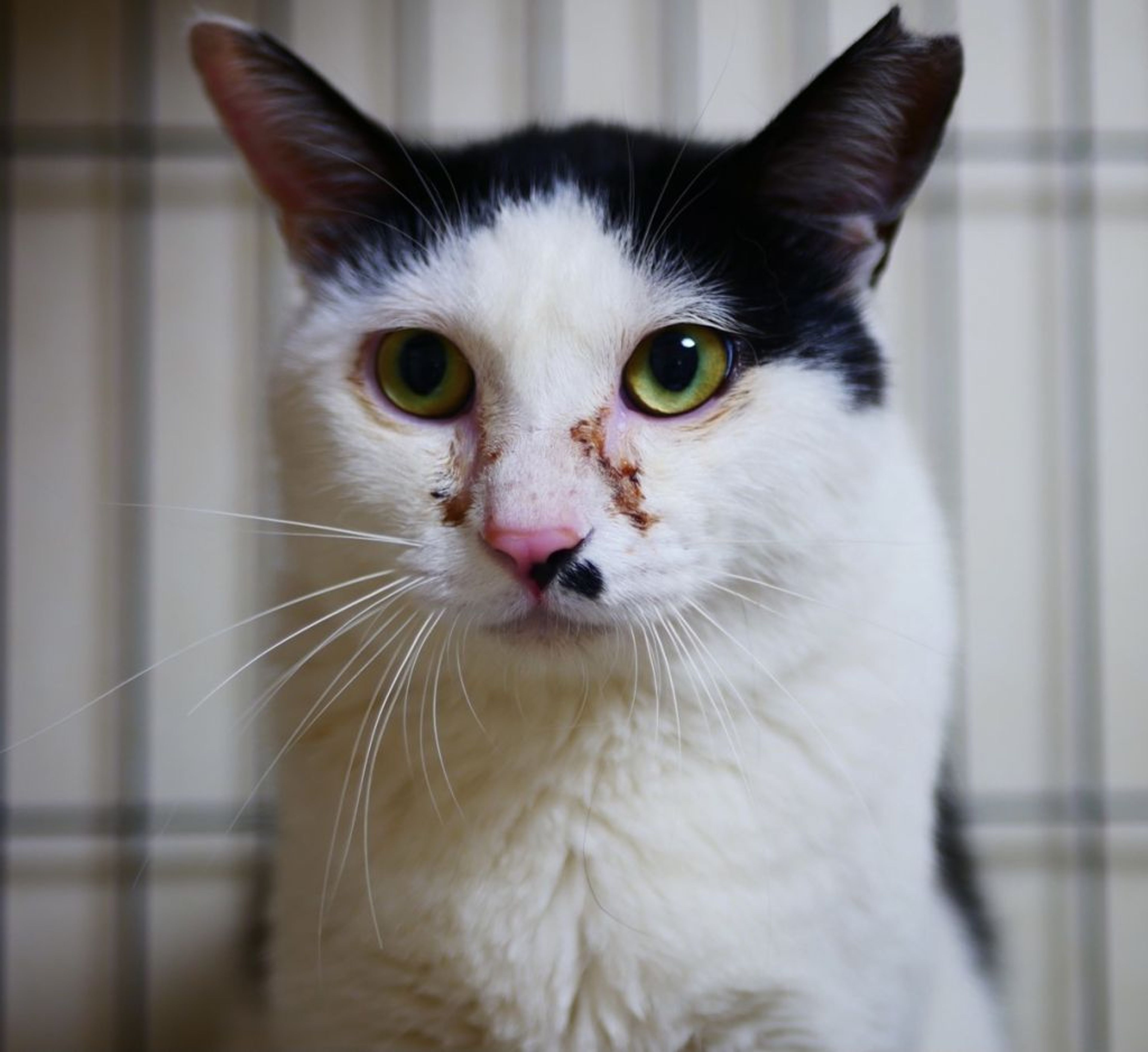 pet-image-7