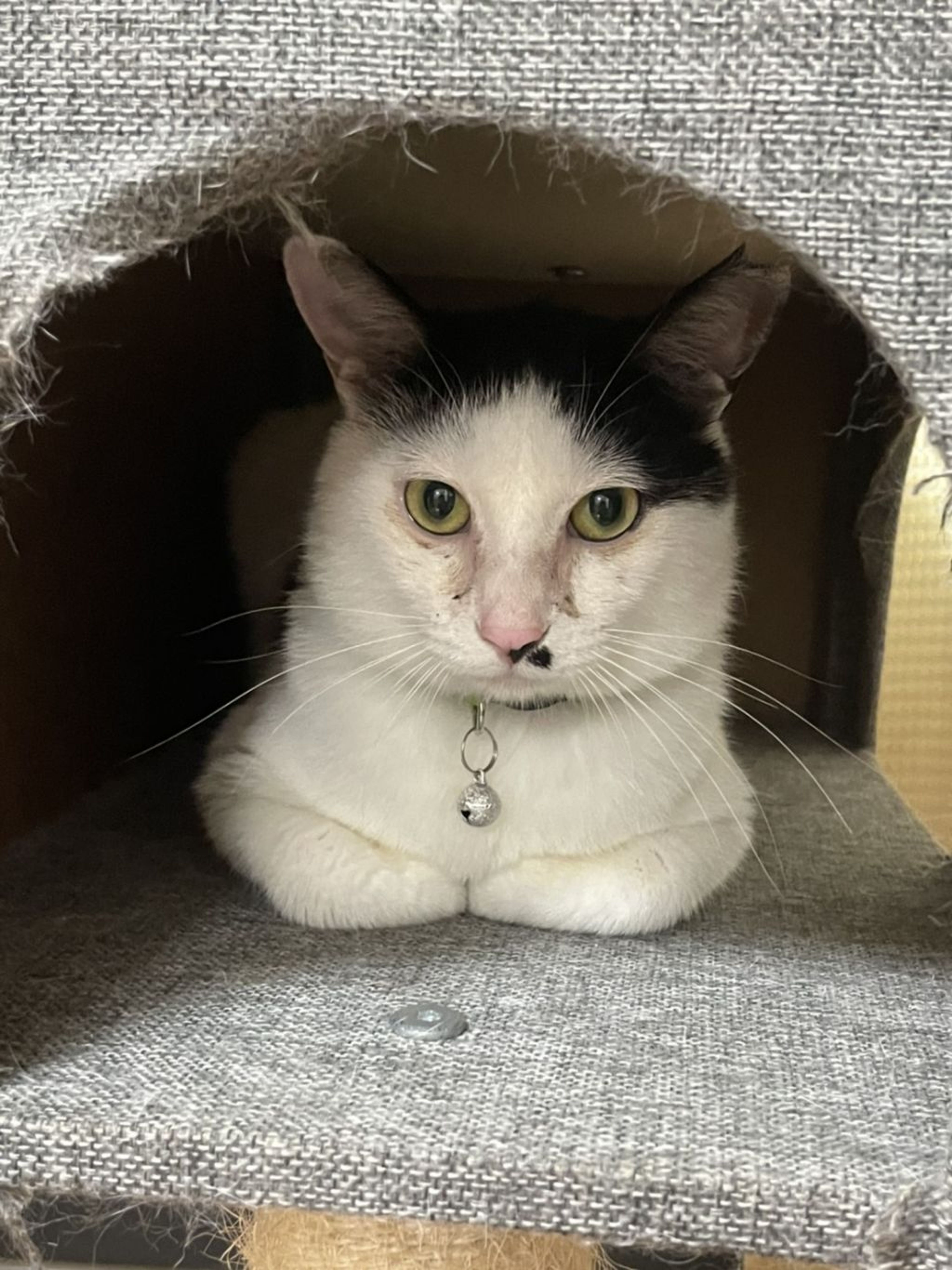 pet-image-3