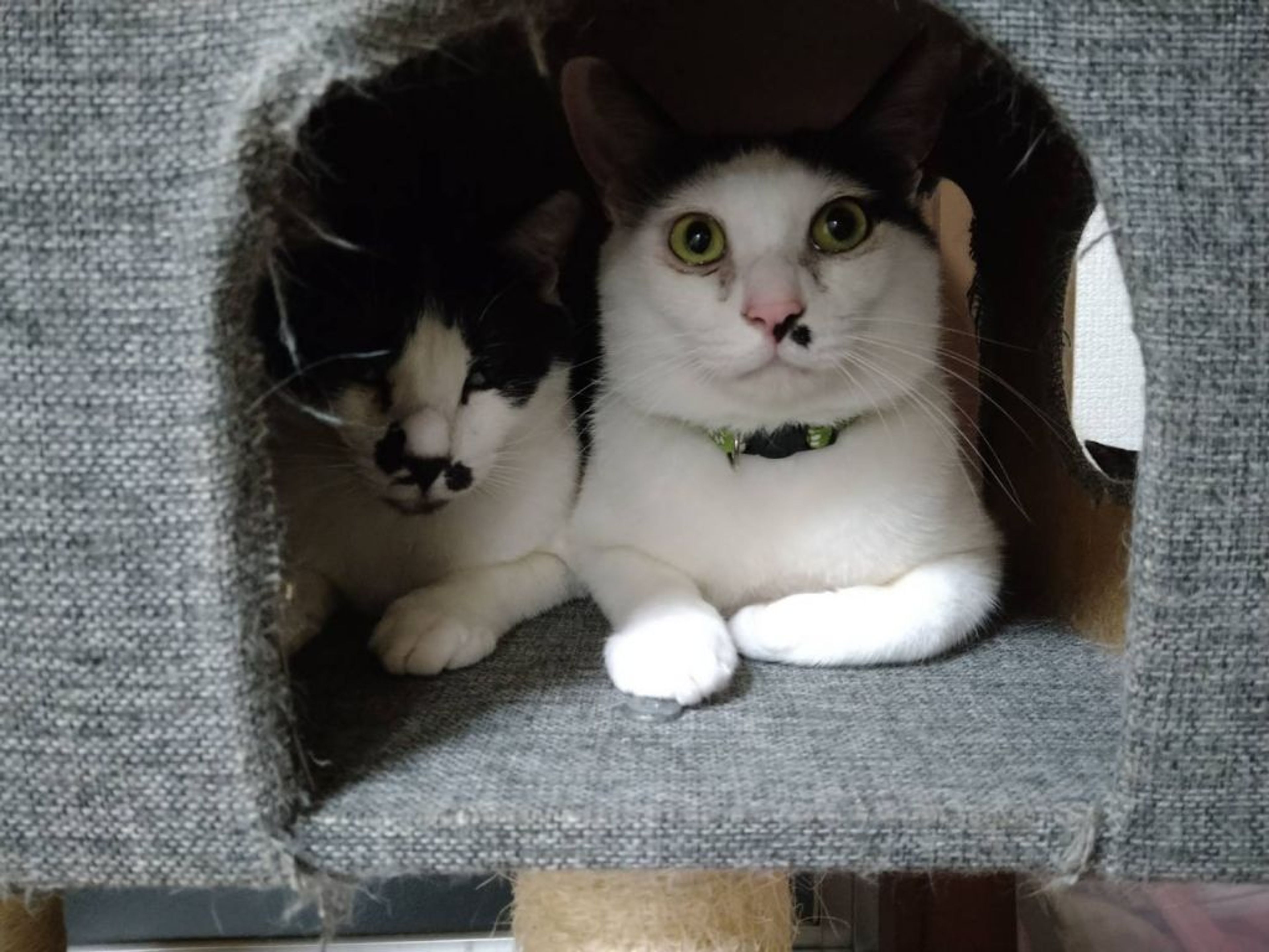 pet-image-4