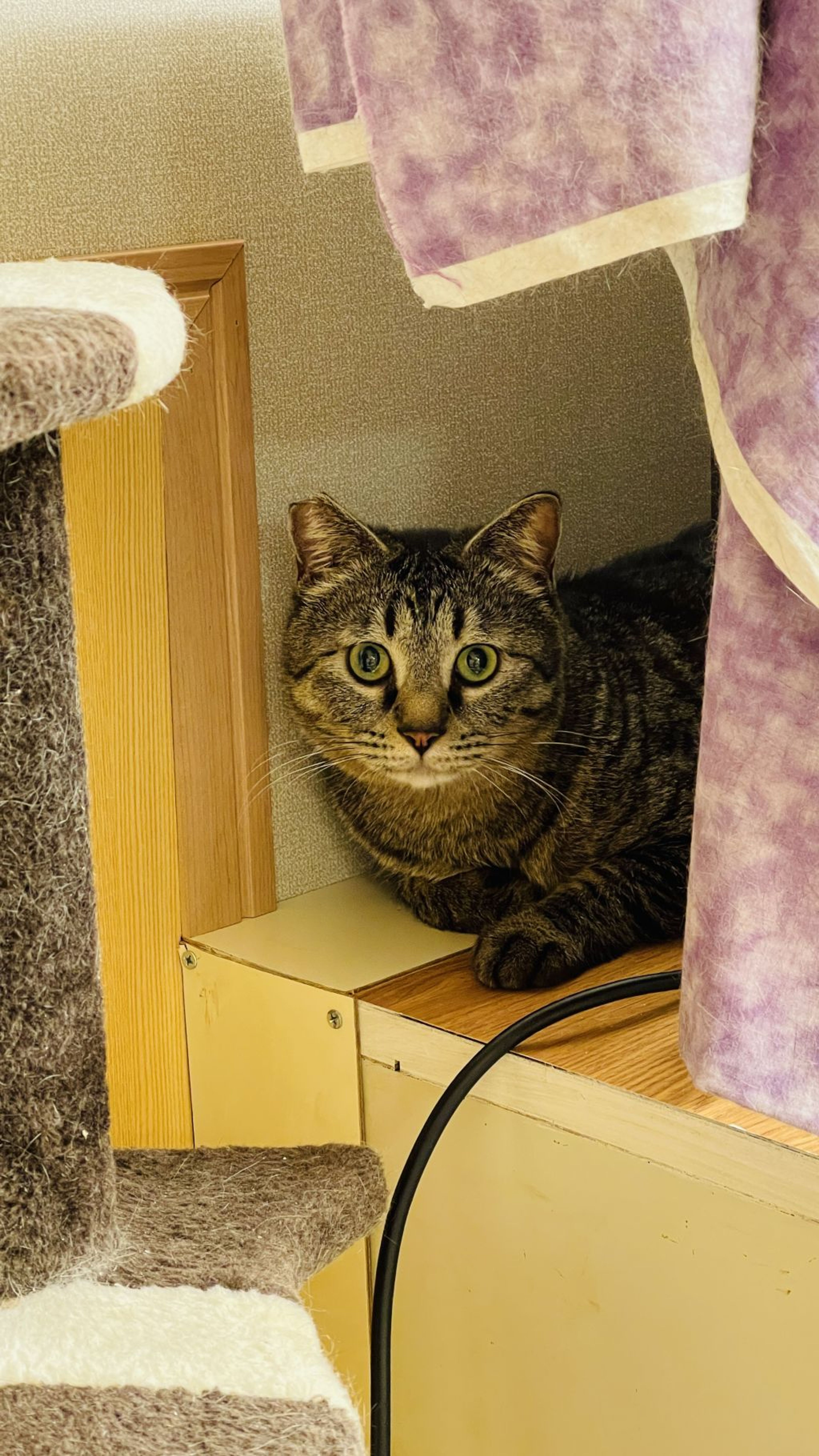 雑種（ミックス猫）・オスの里親募集の写真