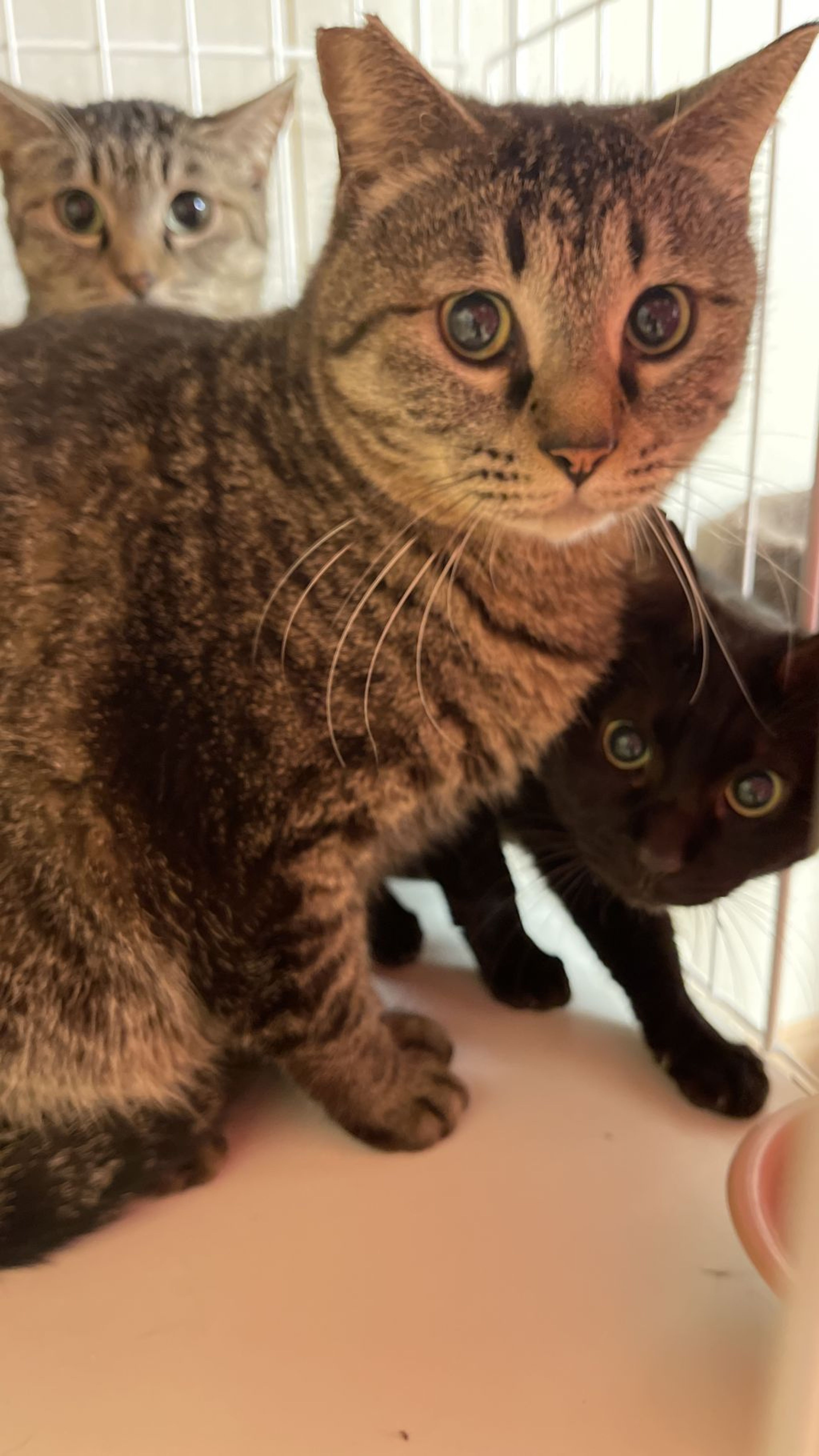 pet-image-2