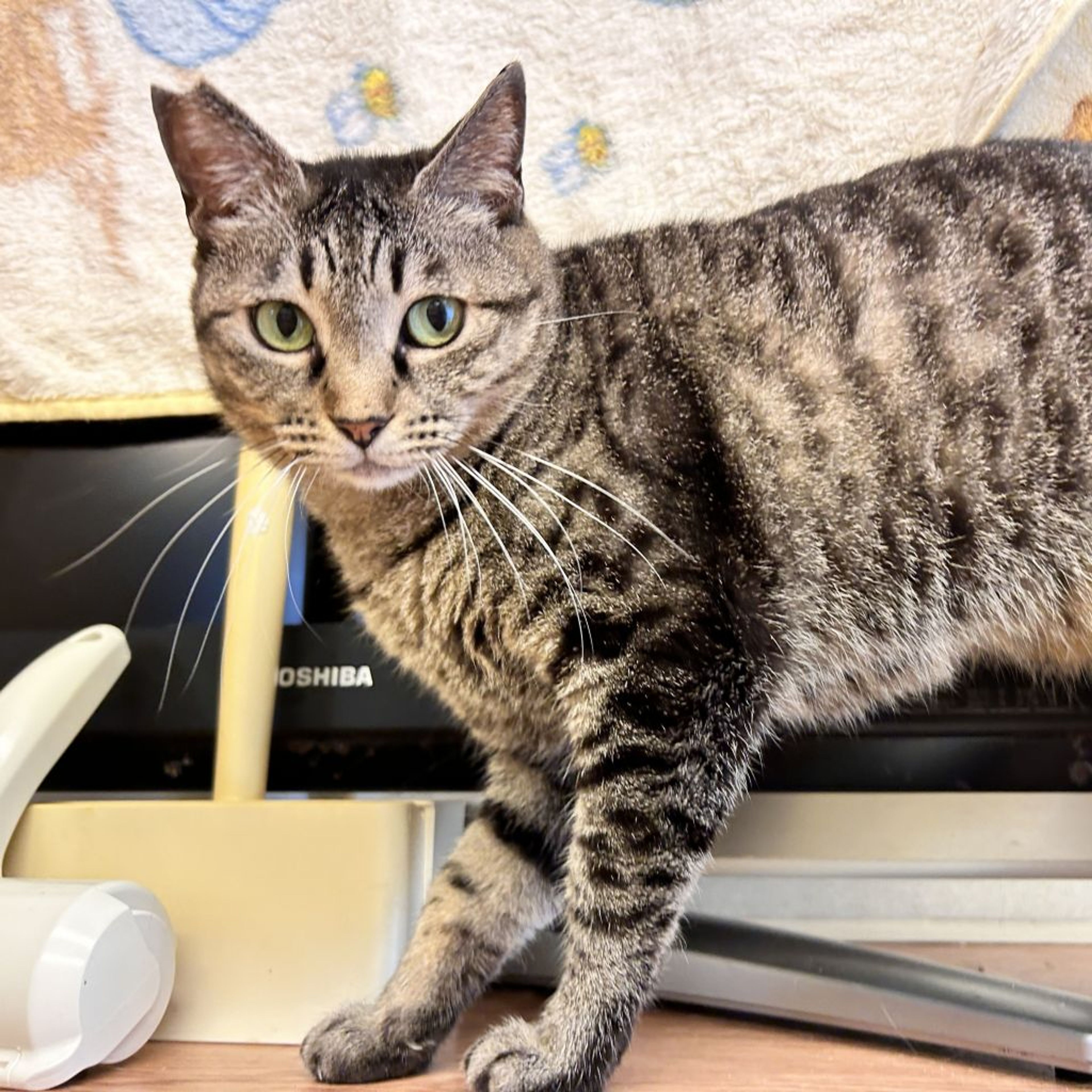 pet-image-2