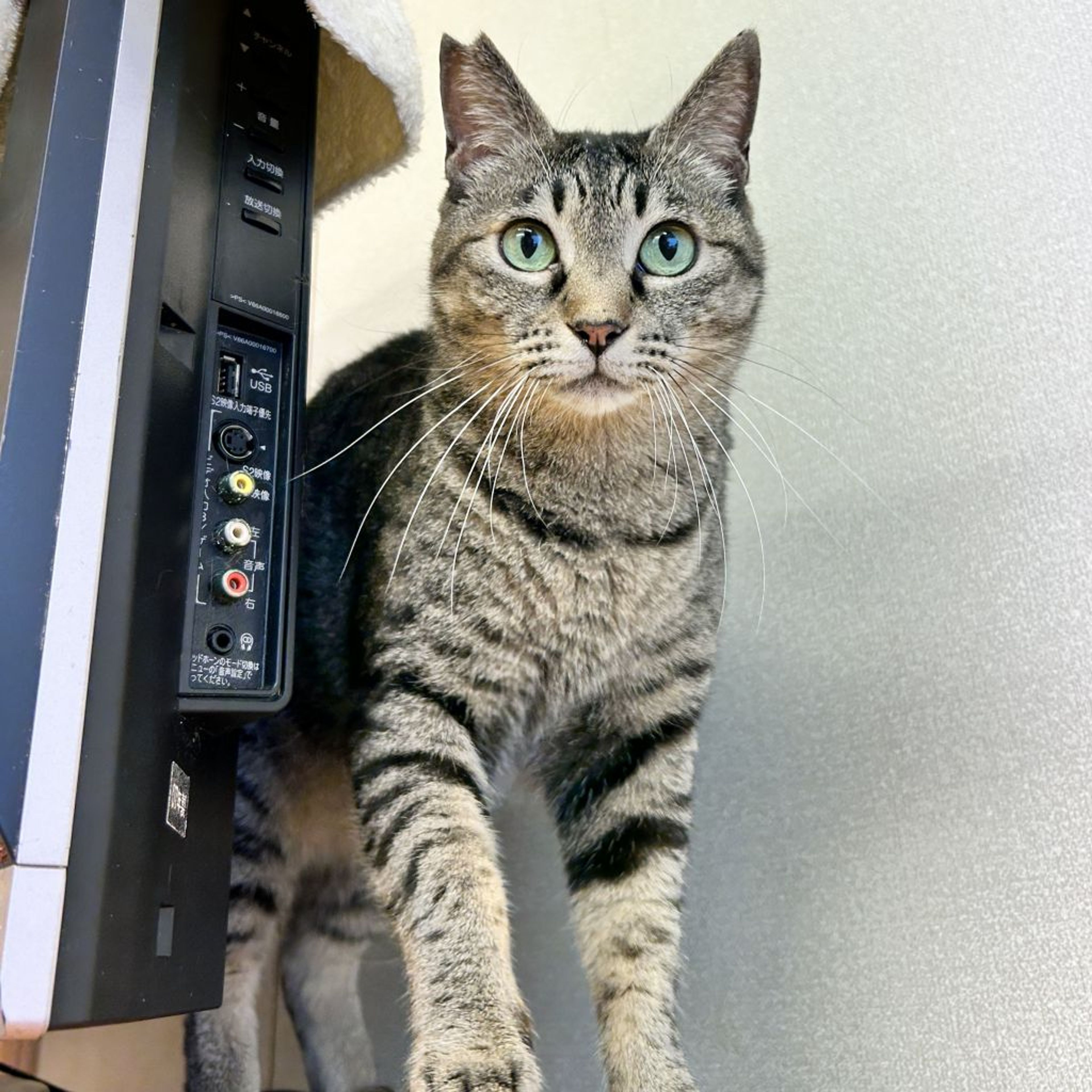 pet-image-3