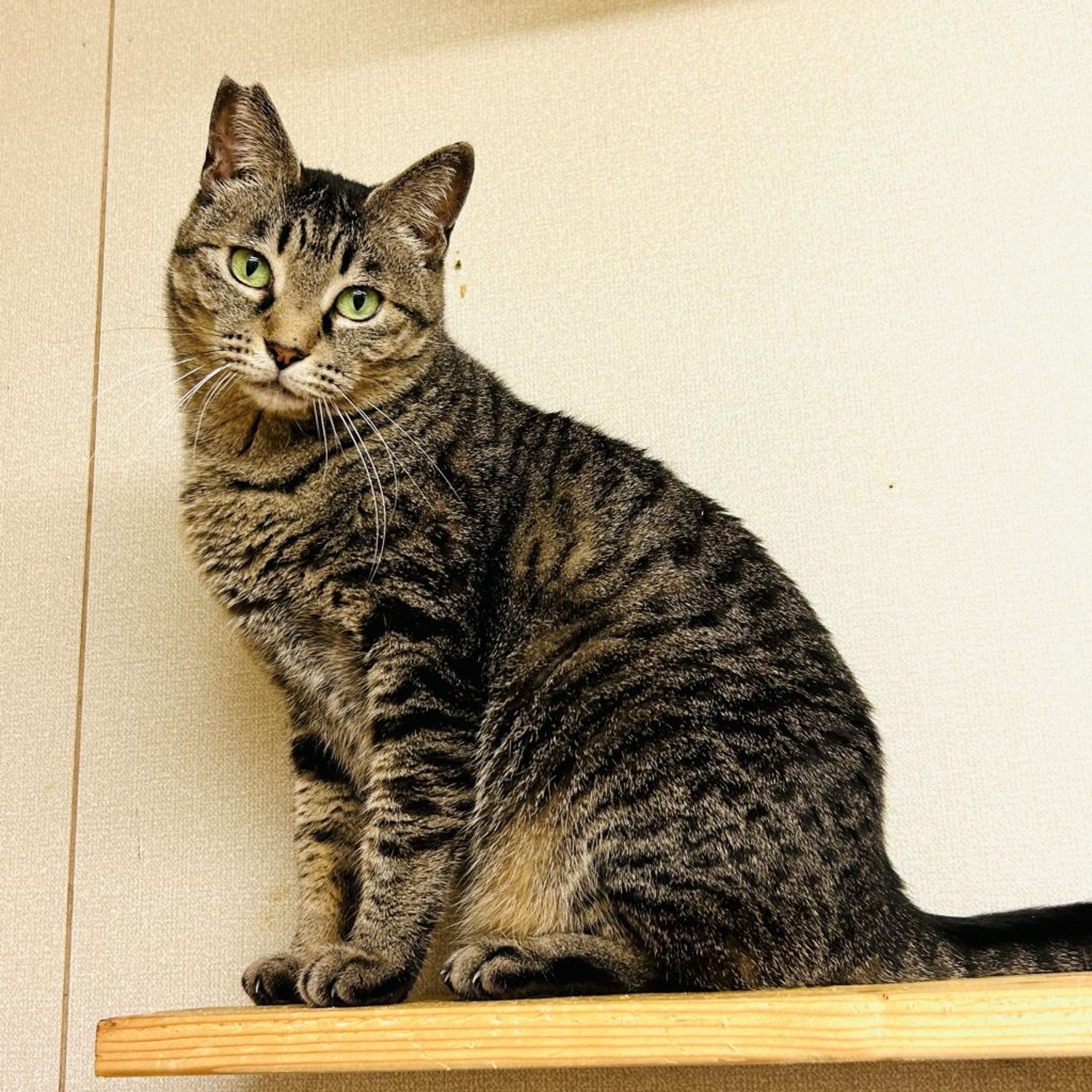 pet-image-4